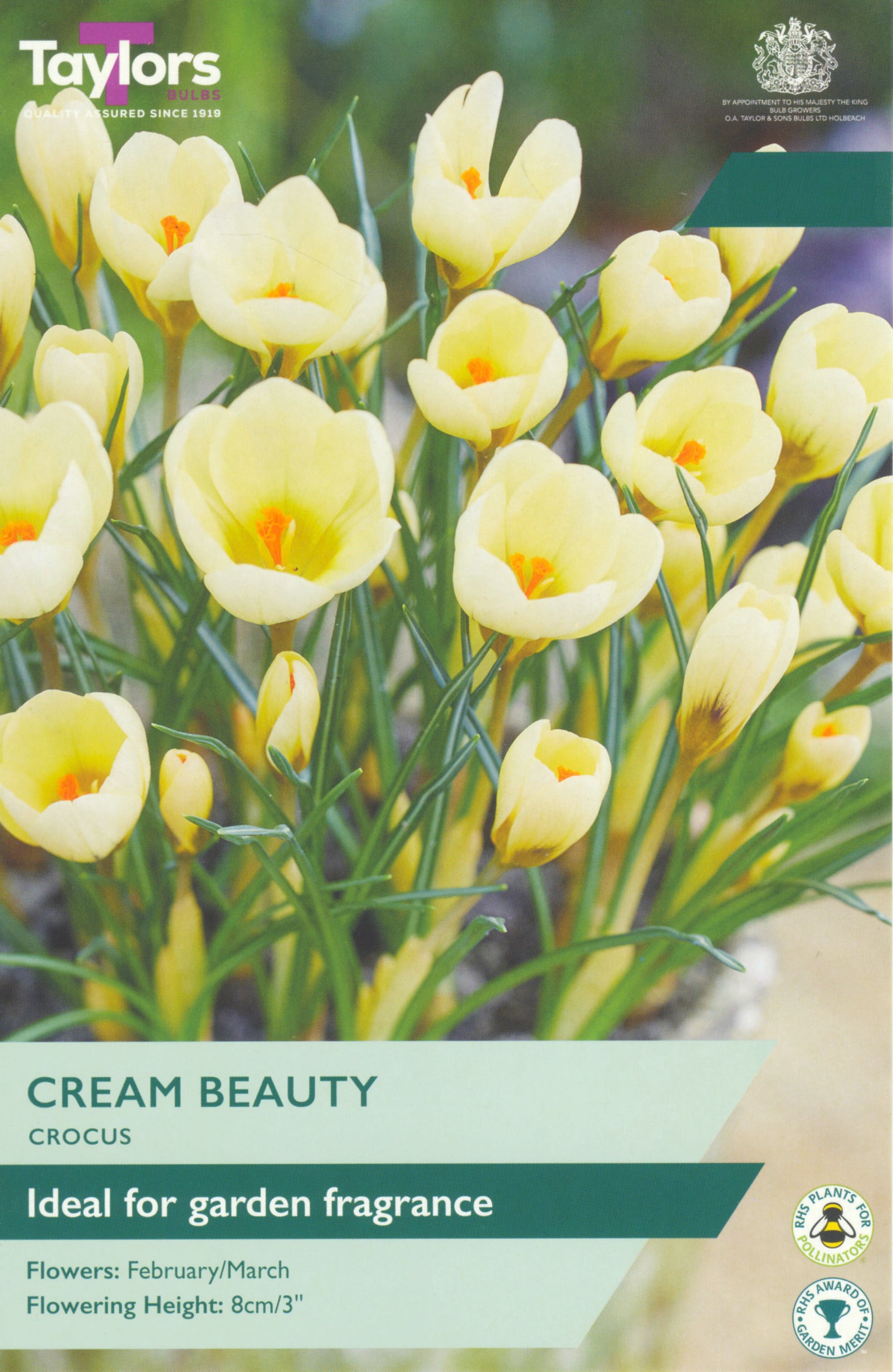 Taylor's Bulbs Crocus Cream Beauty