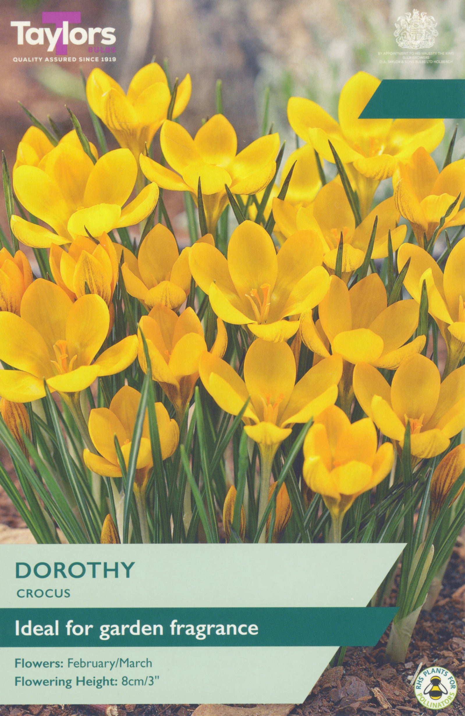 Taylor's Bulbs Crocus Dorothy