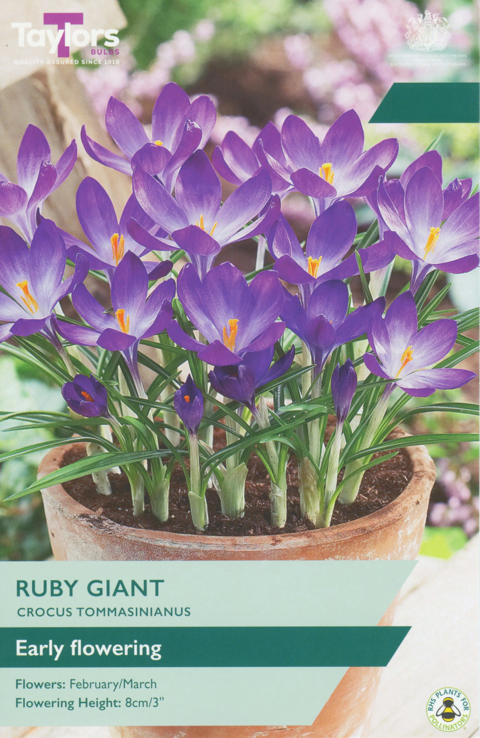 Taylor's Bulbs Crocus Ruby Giant