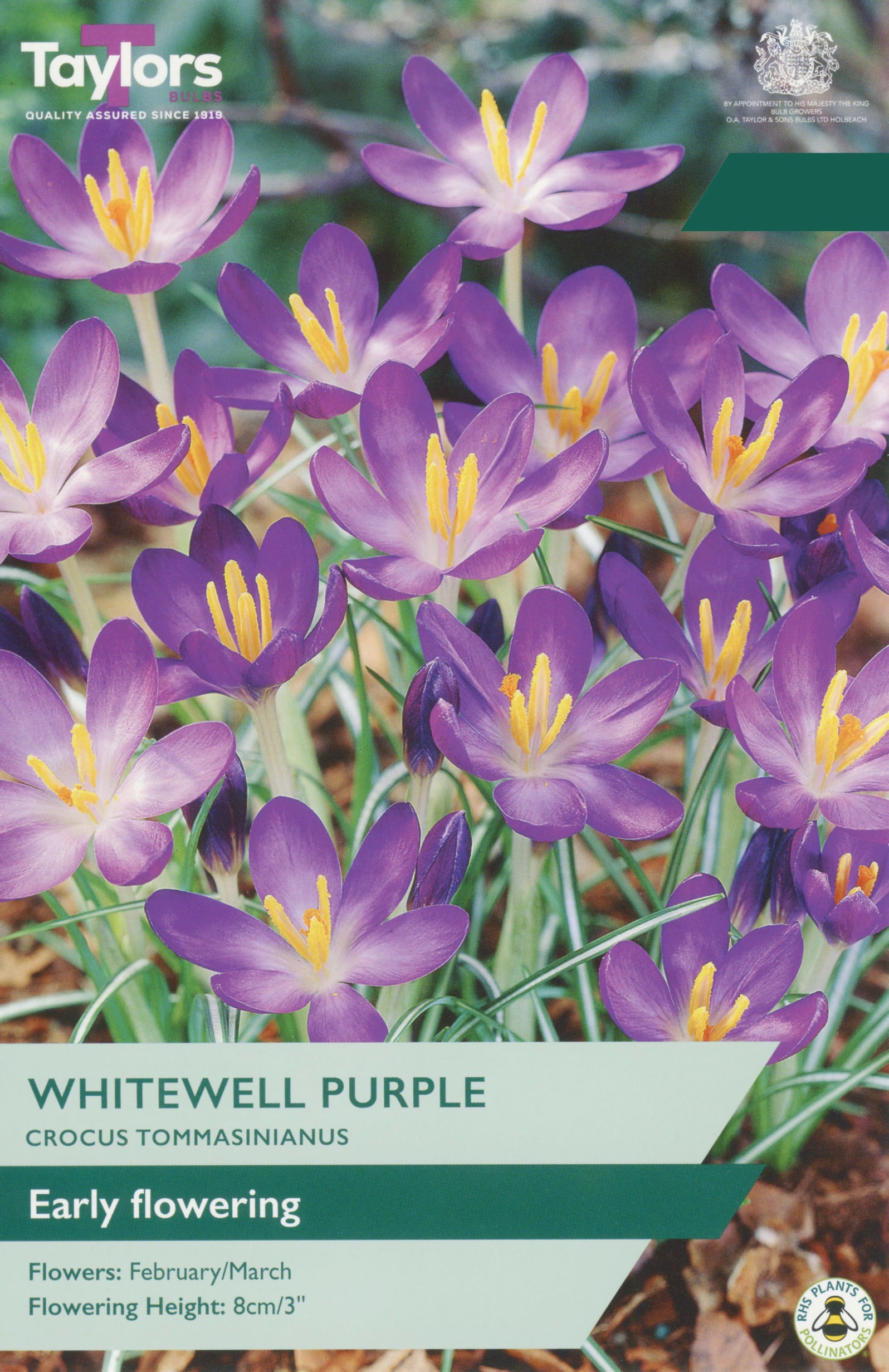 Taylor's Bulbs Choice Pack Crocus Whitewell Purple