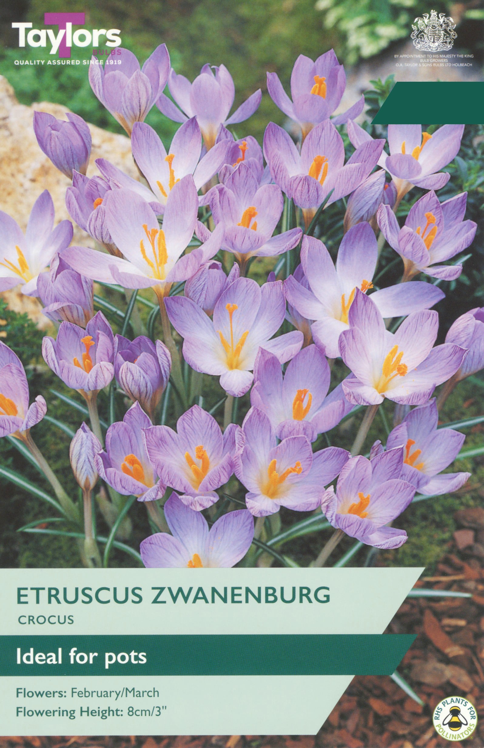 Taylor's Bulbs Choice Pack Crocus Etruscus Zwanenburg