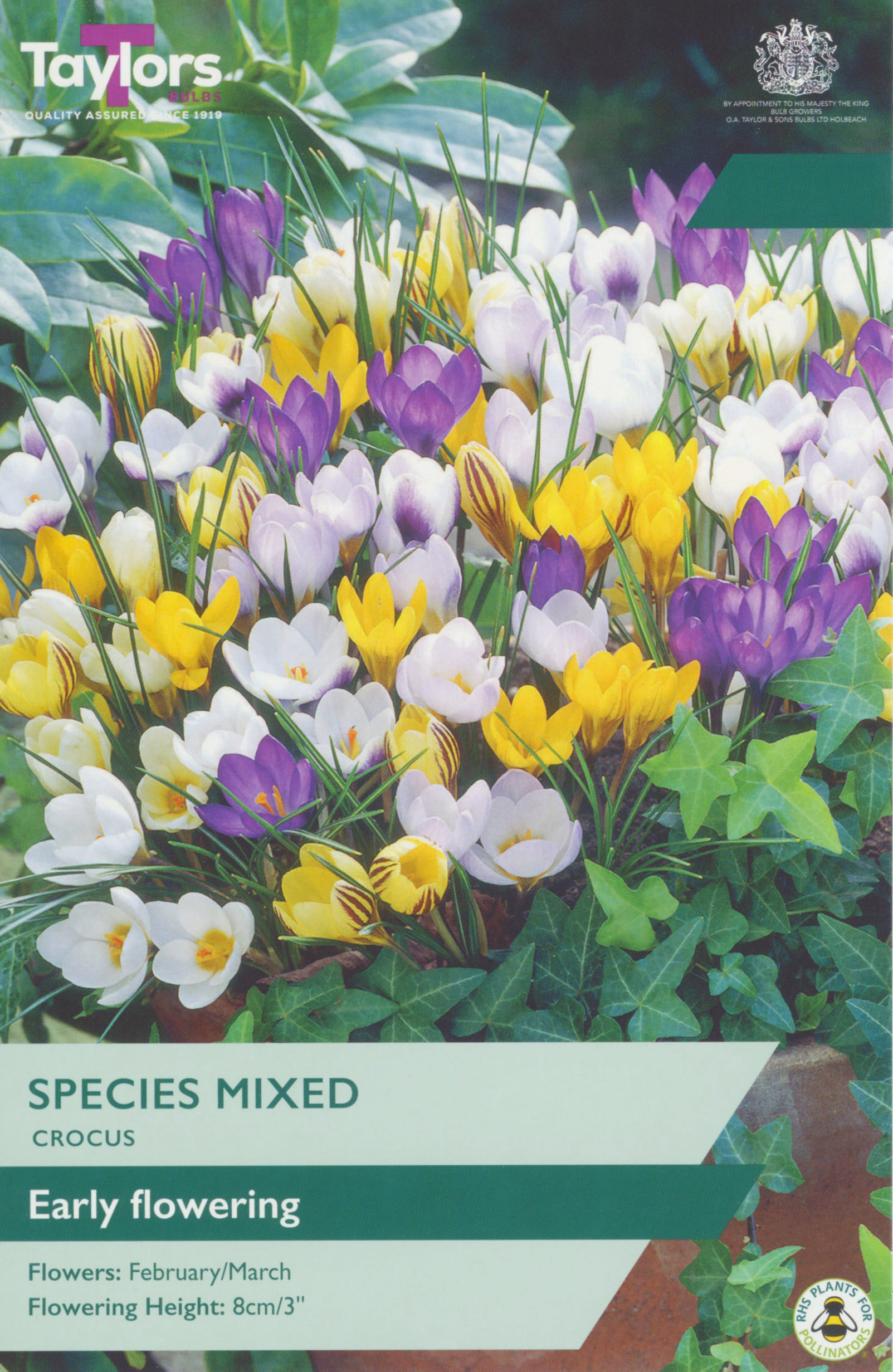 Taylor's Bulbs Crocus Mixed