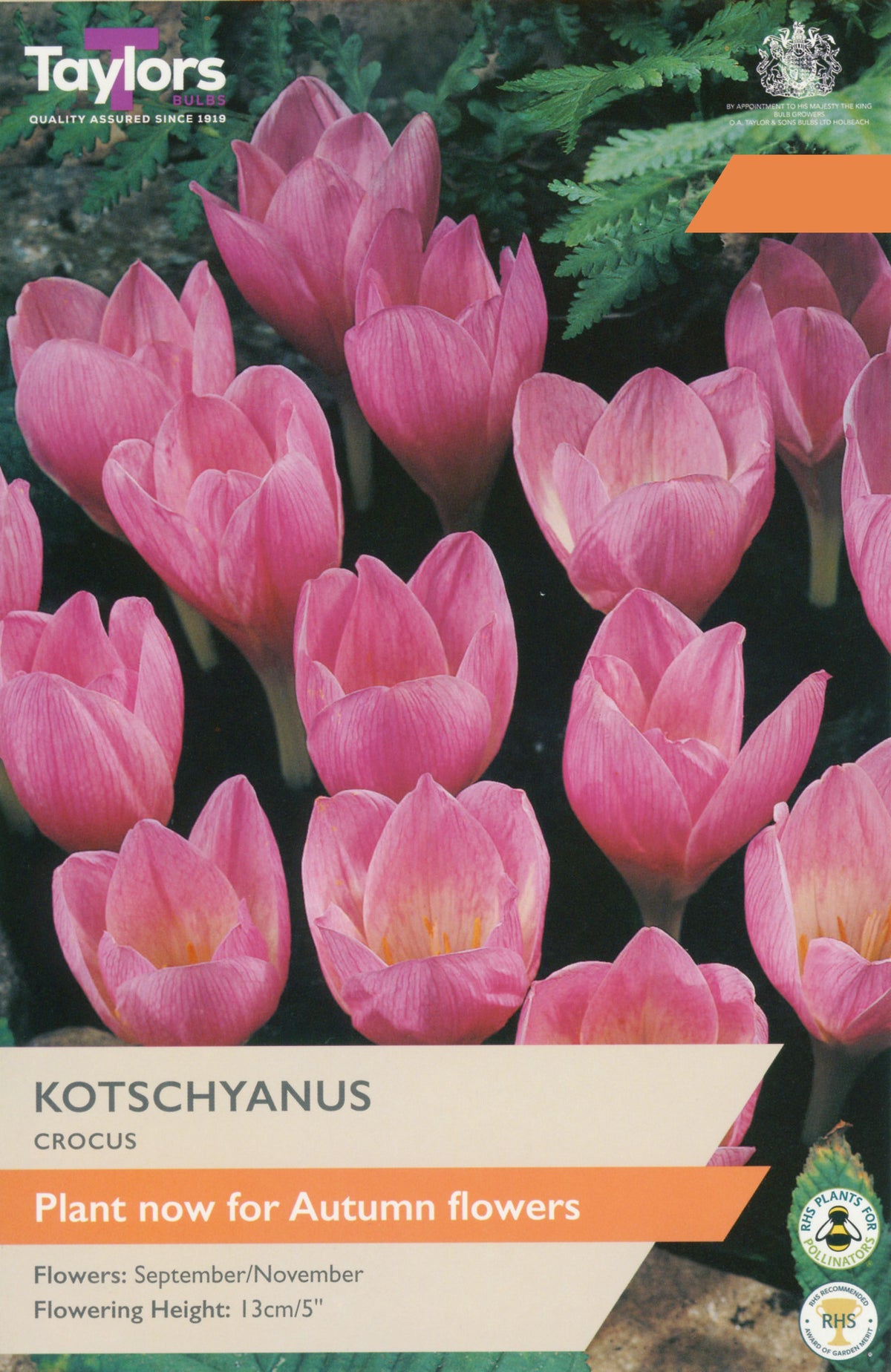Taylor's Bulbs Choice Pack Crocus Kotschyanus