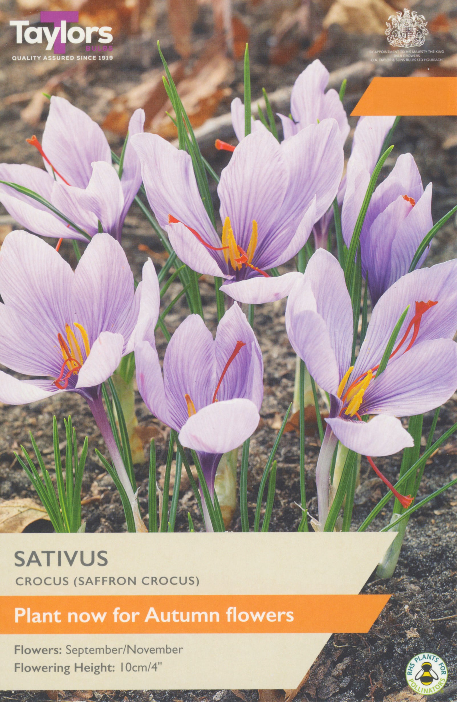Taylor's Bulbs Crocus Sativus
