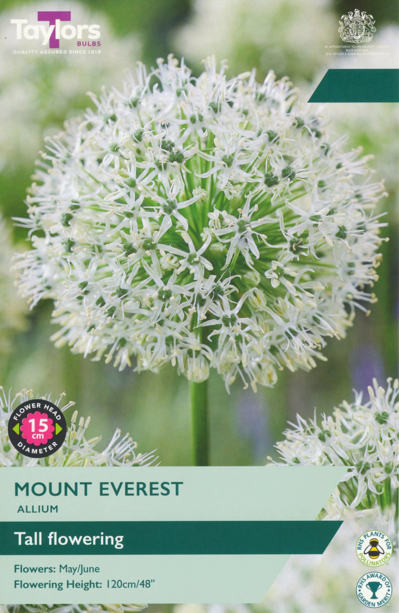 Taylor's Bulbs Allium Mount Everest