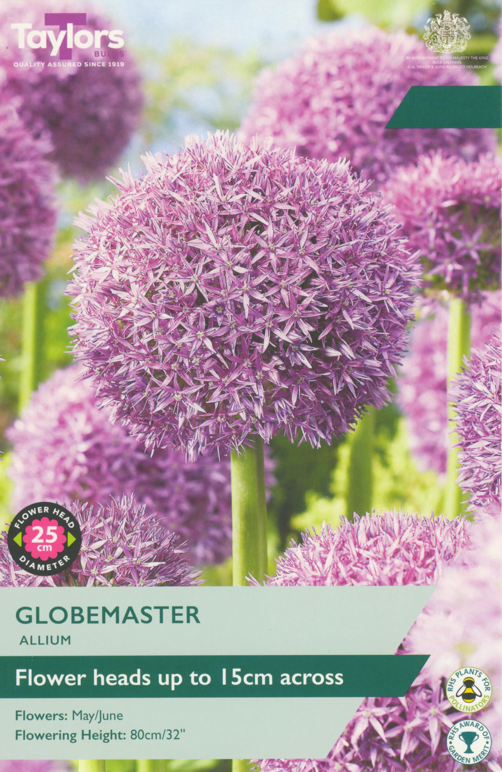 Taylor's Bulbs Allium Globemaster