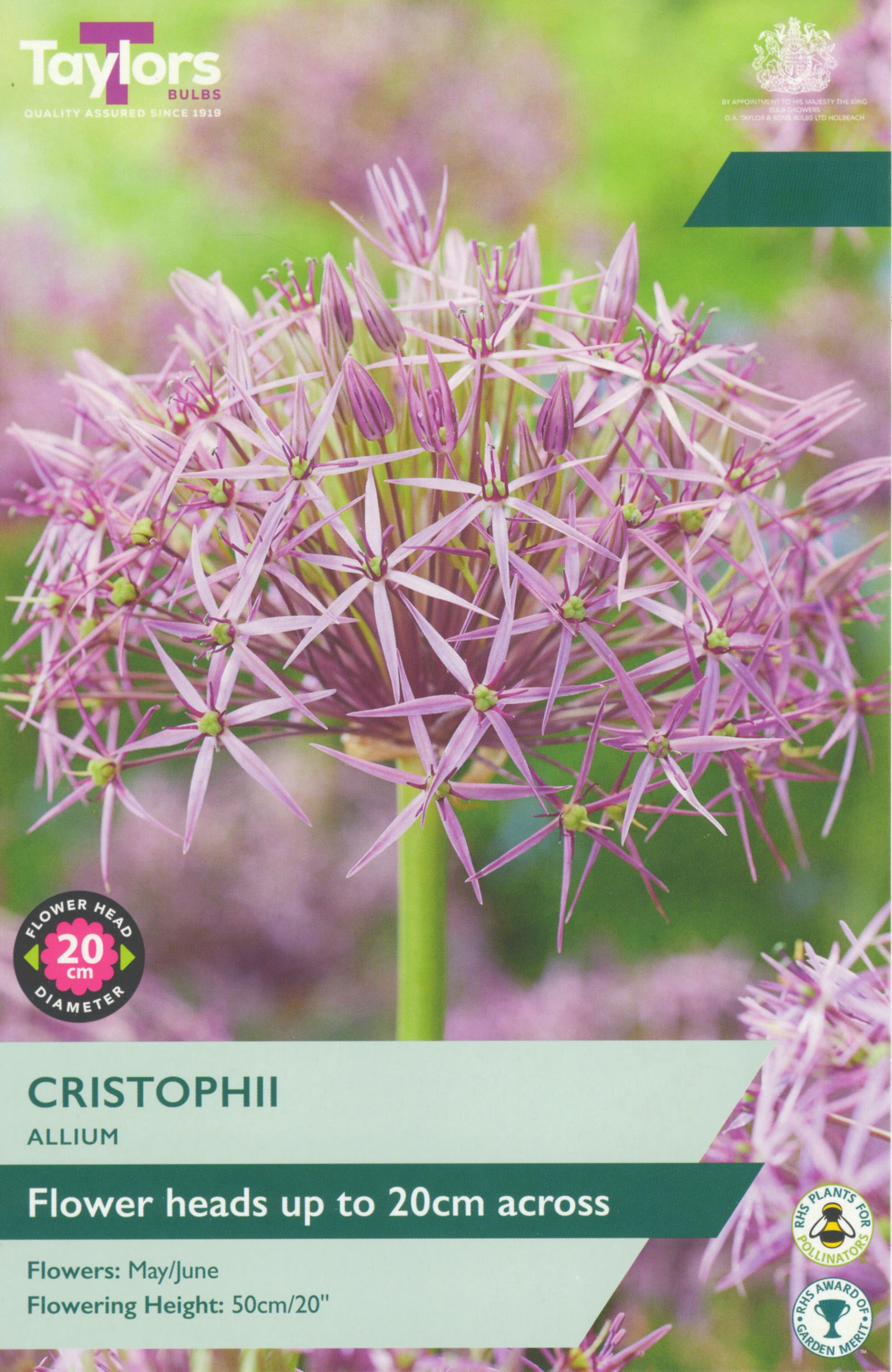 Taylor's Bulbs Allium Cristophii