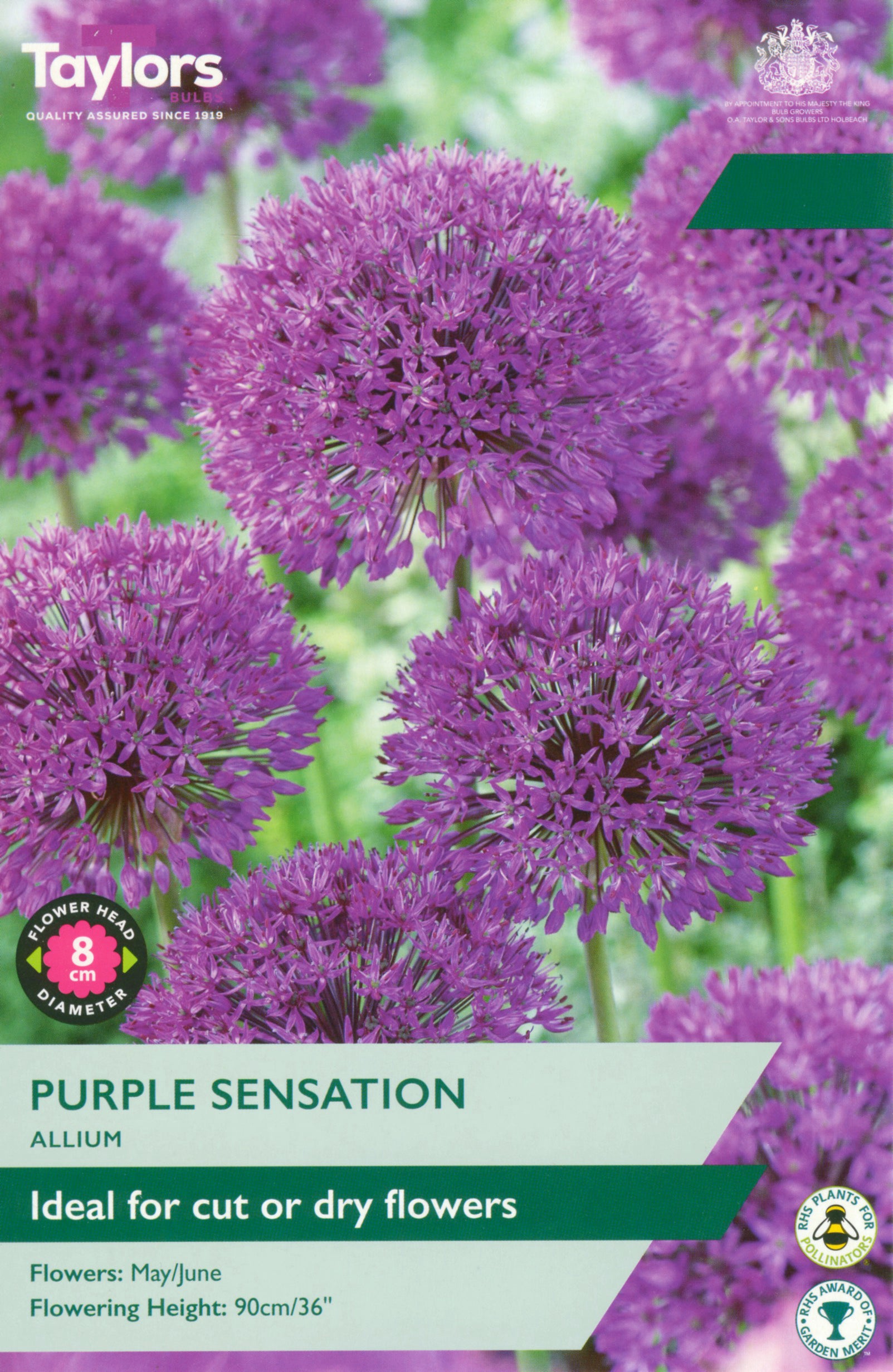 Taylor's Bulbs Allium Purple Sensation
