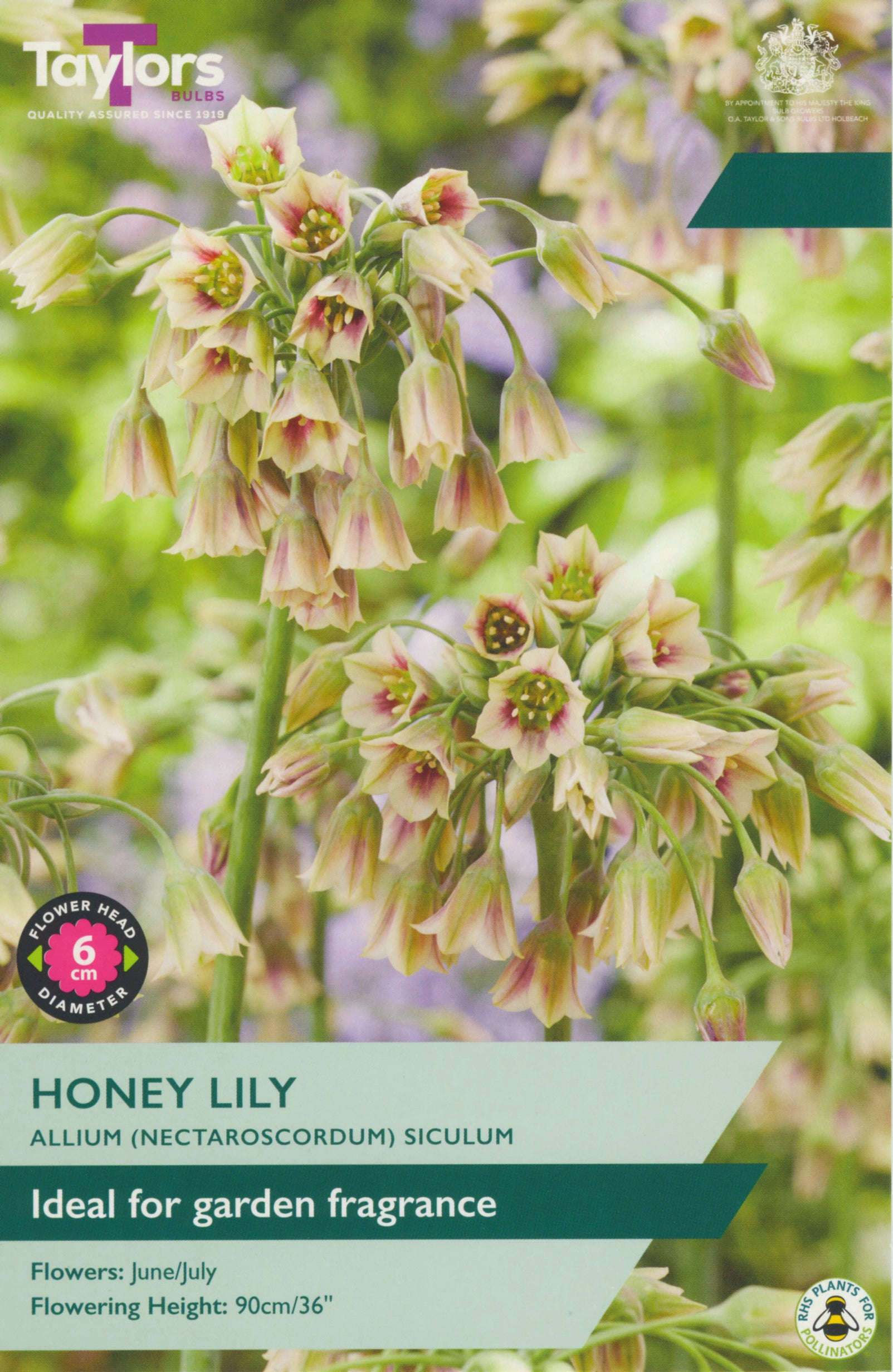 Taylor's Bulbs Allium Siculum Honey Lily
