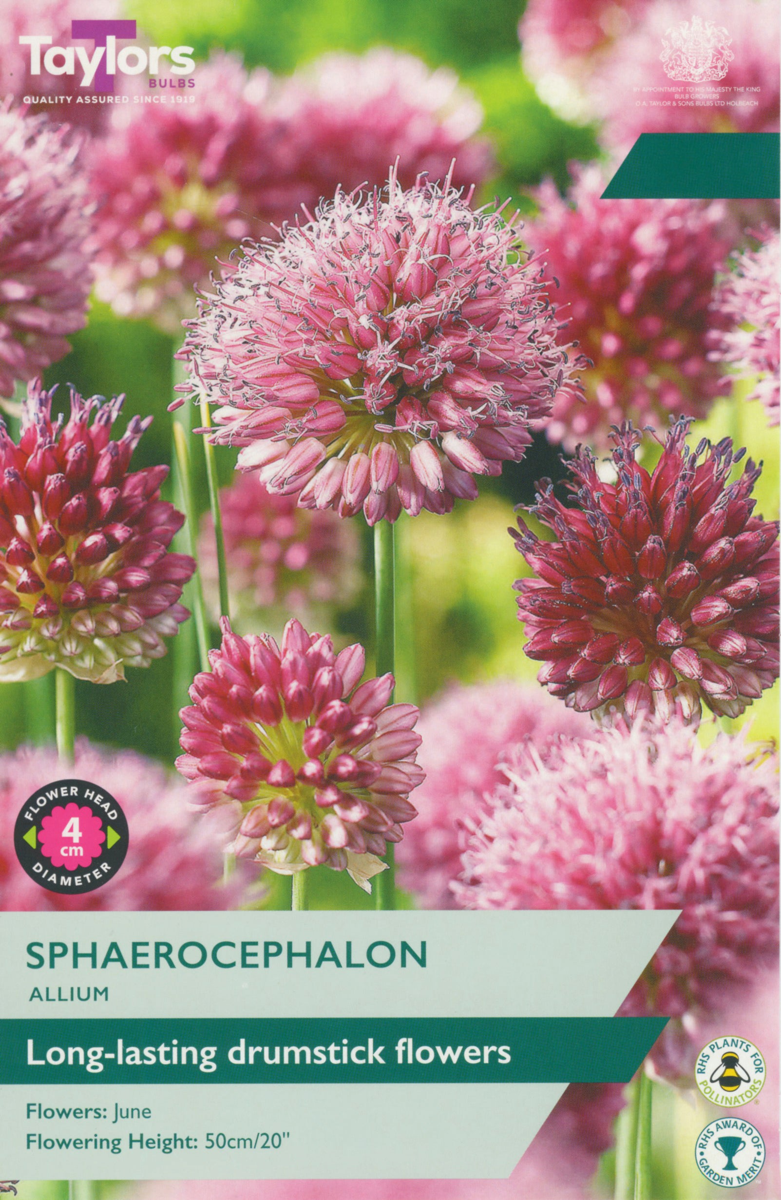 Taylor's Bulbs Allium Sphaerocephalon