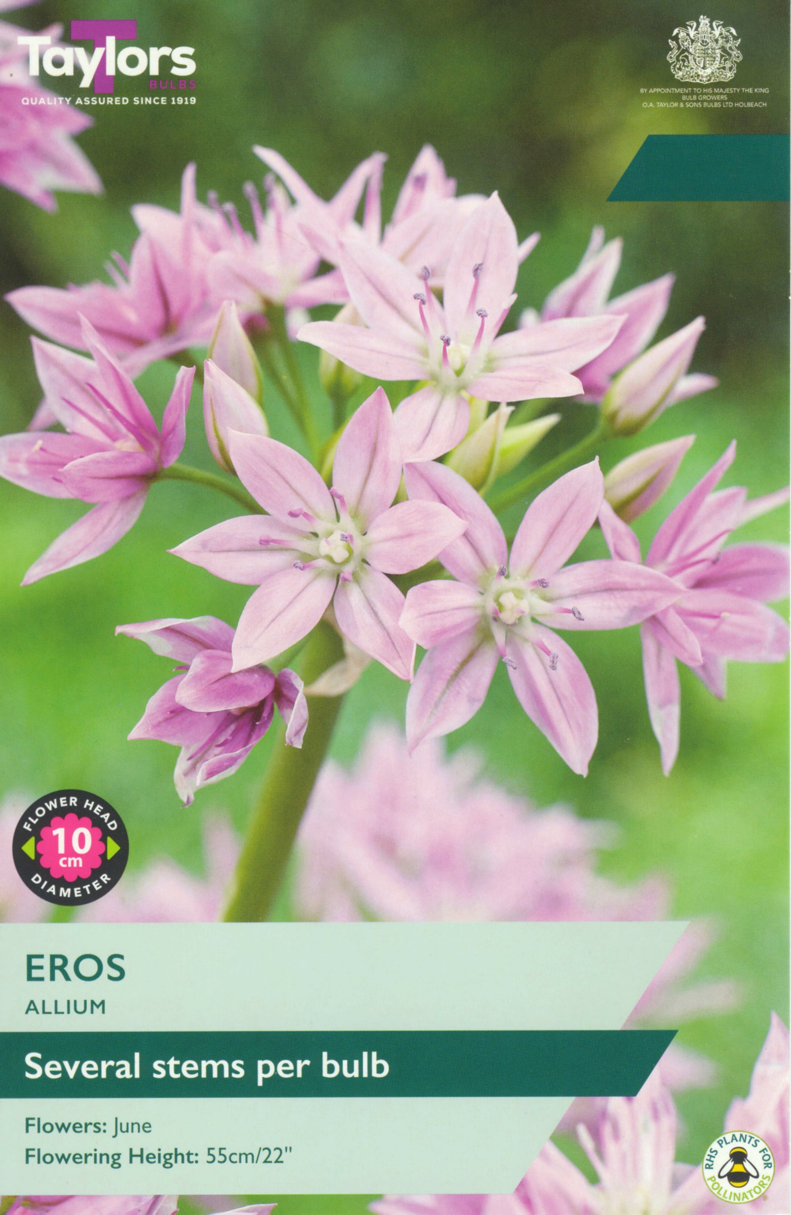 Taylor's Bulbs Allium Eros