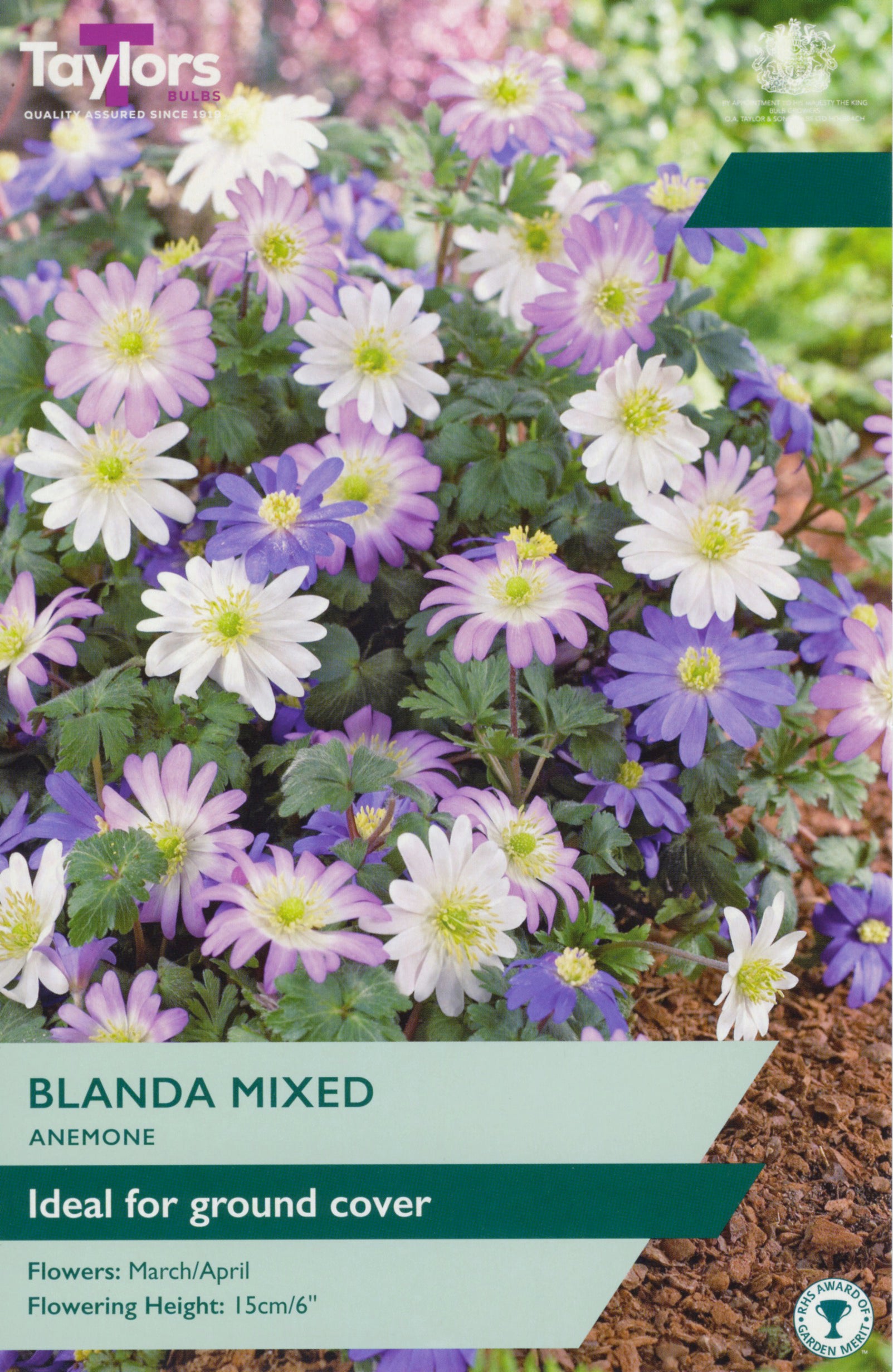 Taylor's Bulbs Anemone Blanda Mixed