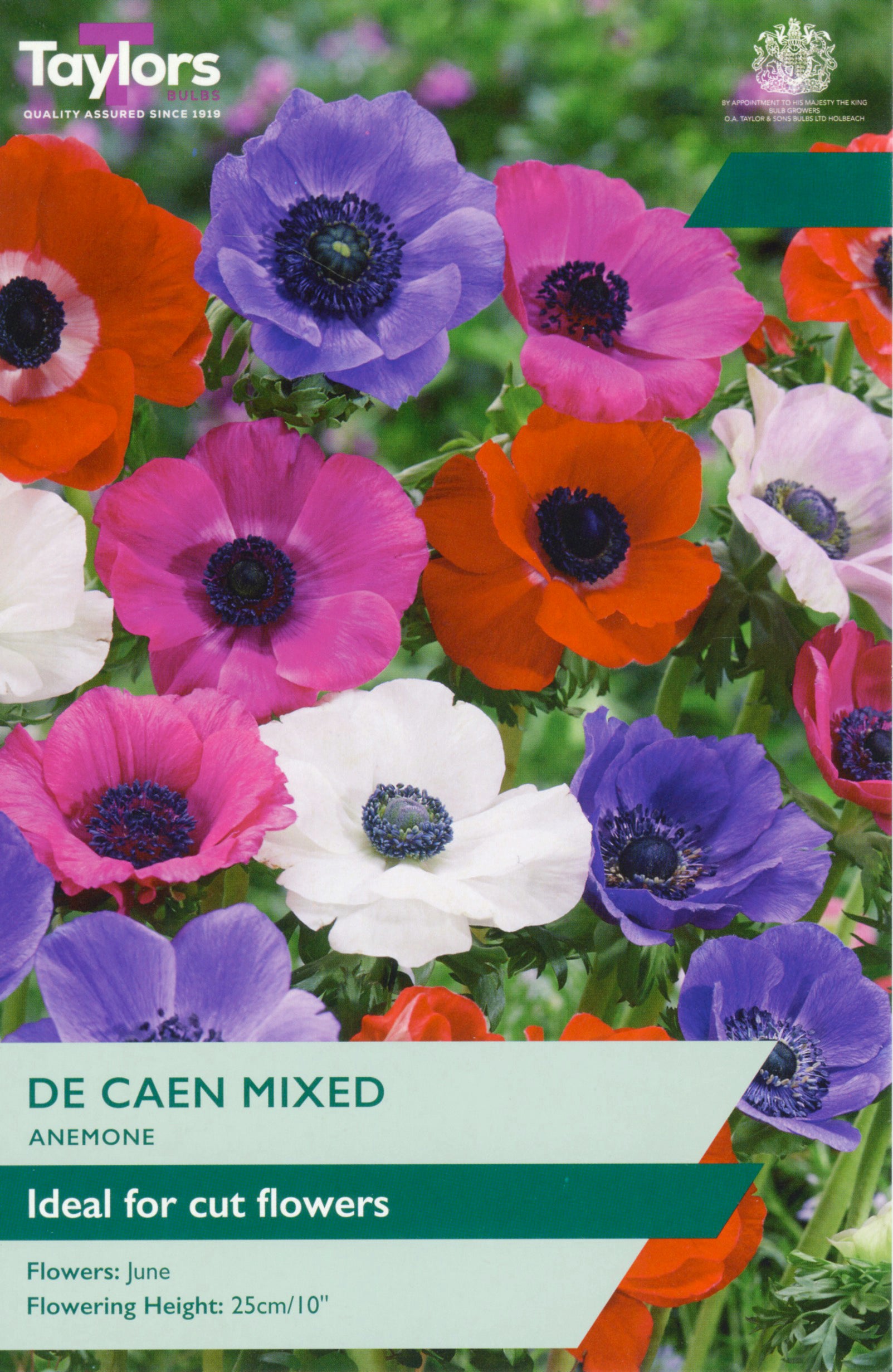Taylor's Bulbs Anemone De Caen Mixed