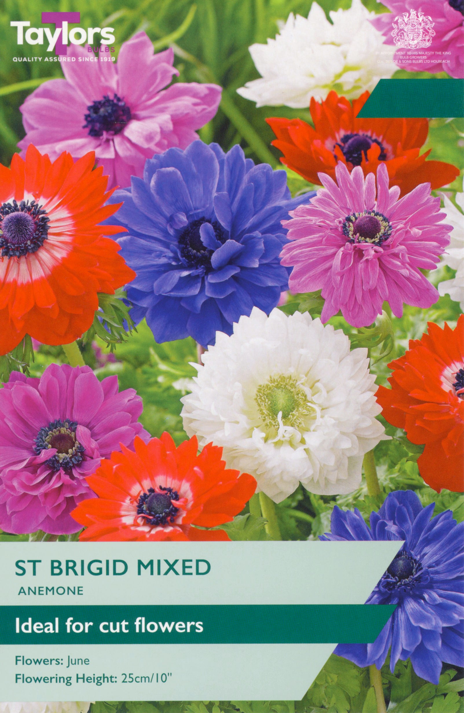 Taylor's Bulbs Anemone St. Brigid Mixed