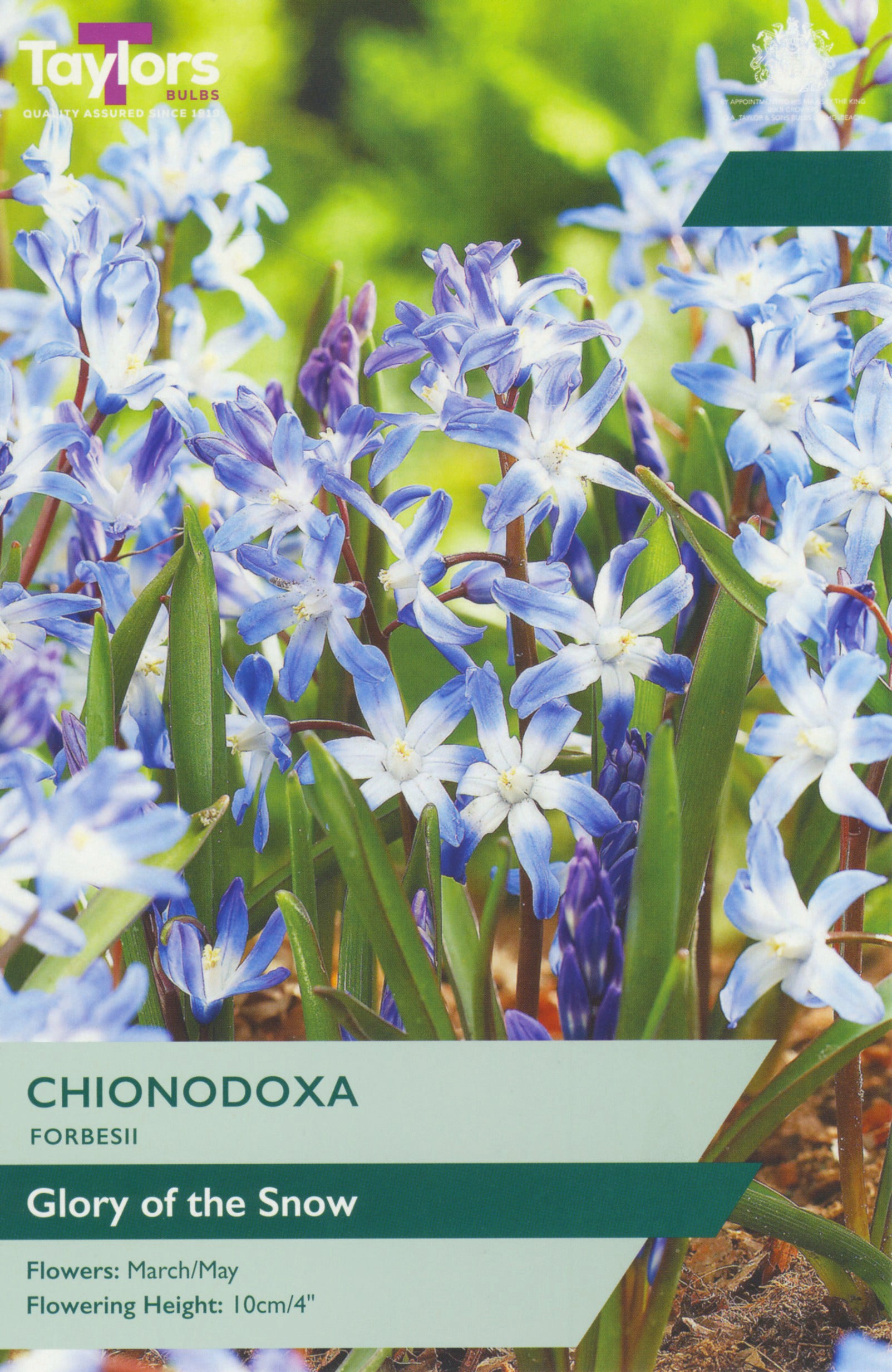 Taylor's Bulbs Chionodoxa Forbesii
