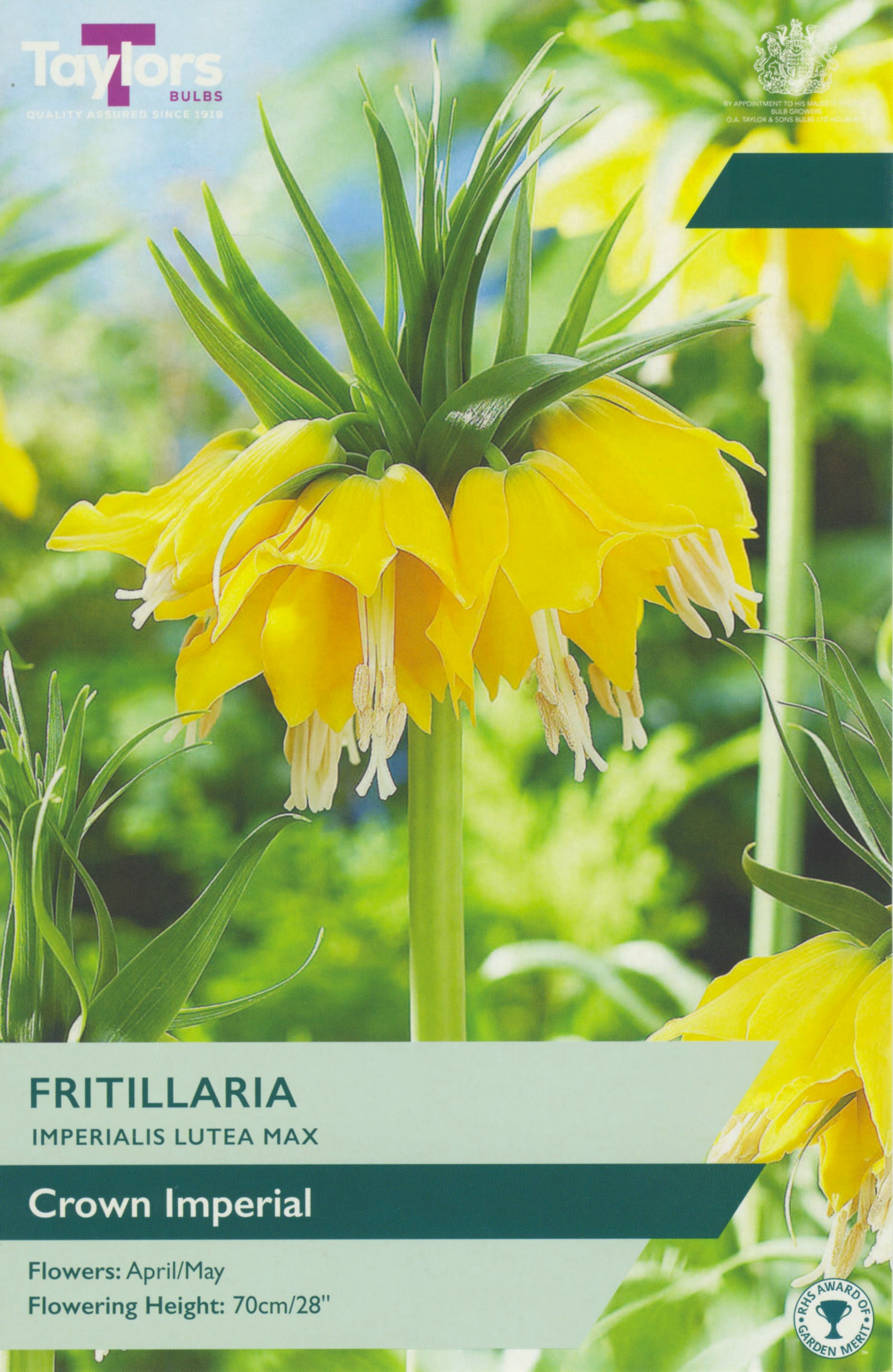 Taylor's Bulbs Fritillaria Imperialis Lutea Max