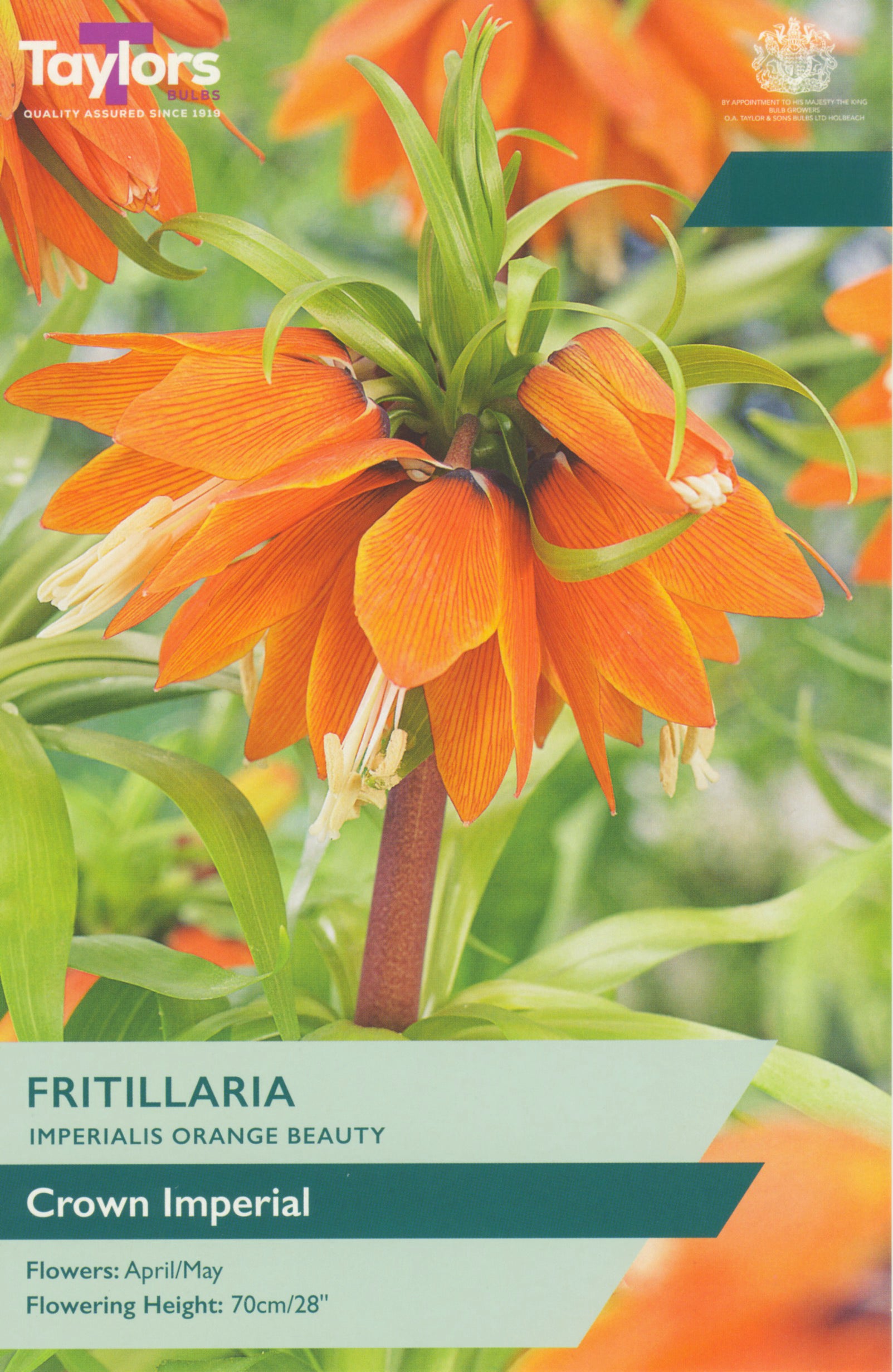 Taylor's Bulbs Fritillaria Imperialis Orange Beauty