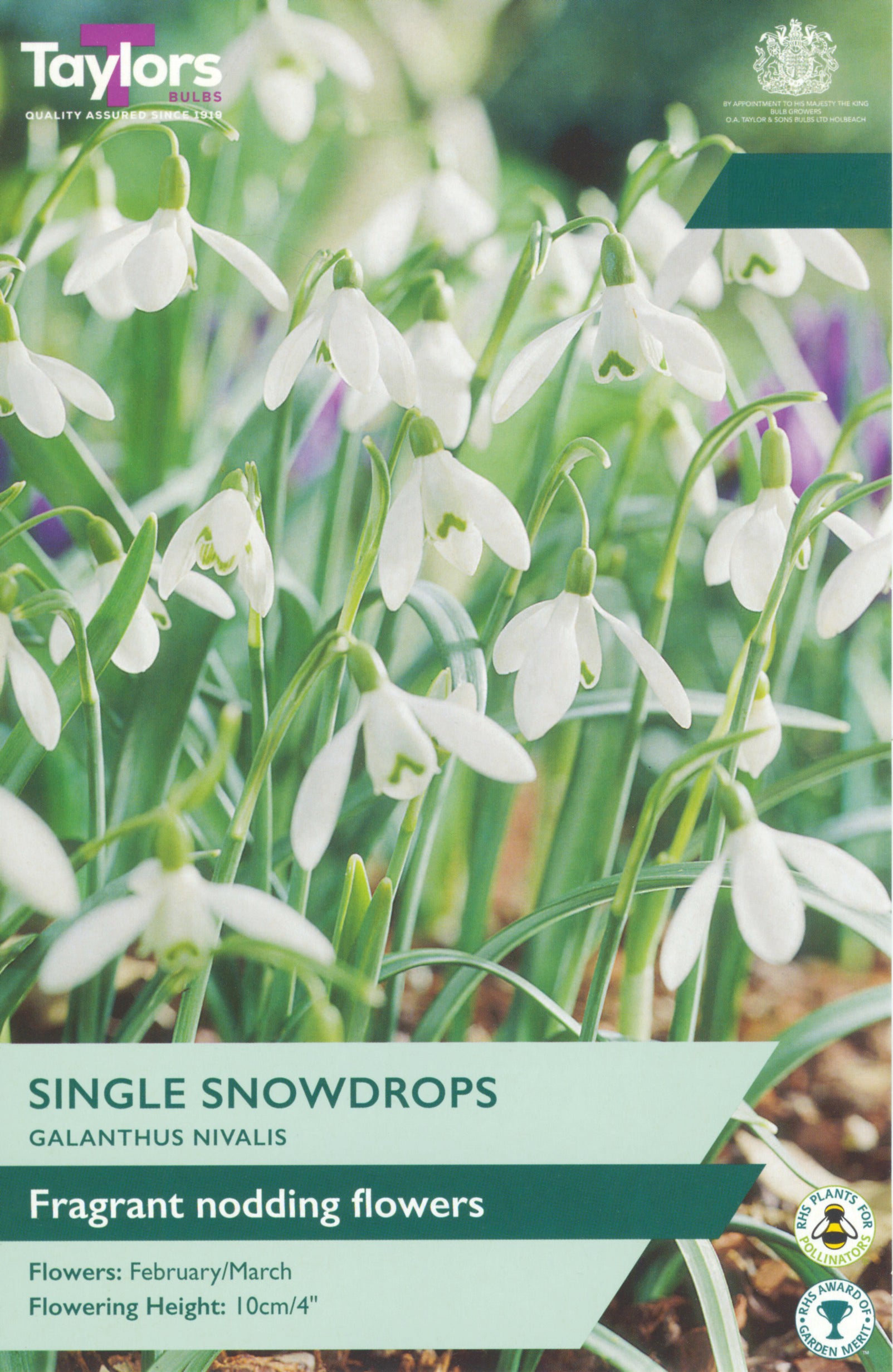 Taylor's Bulbs Galanthus Nivalis