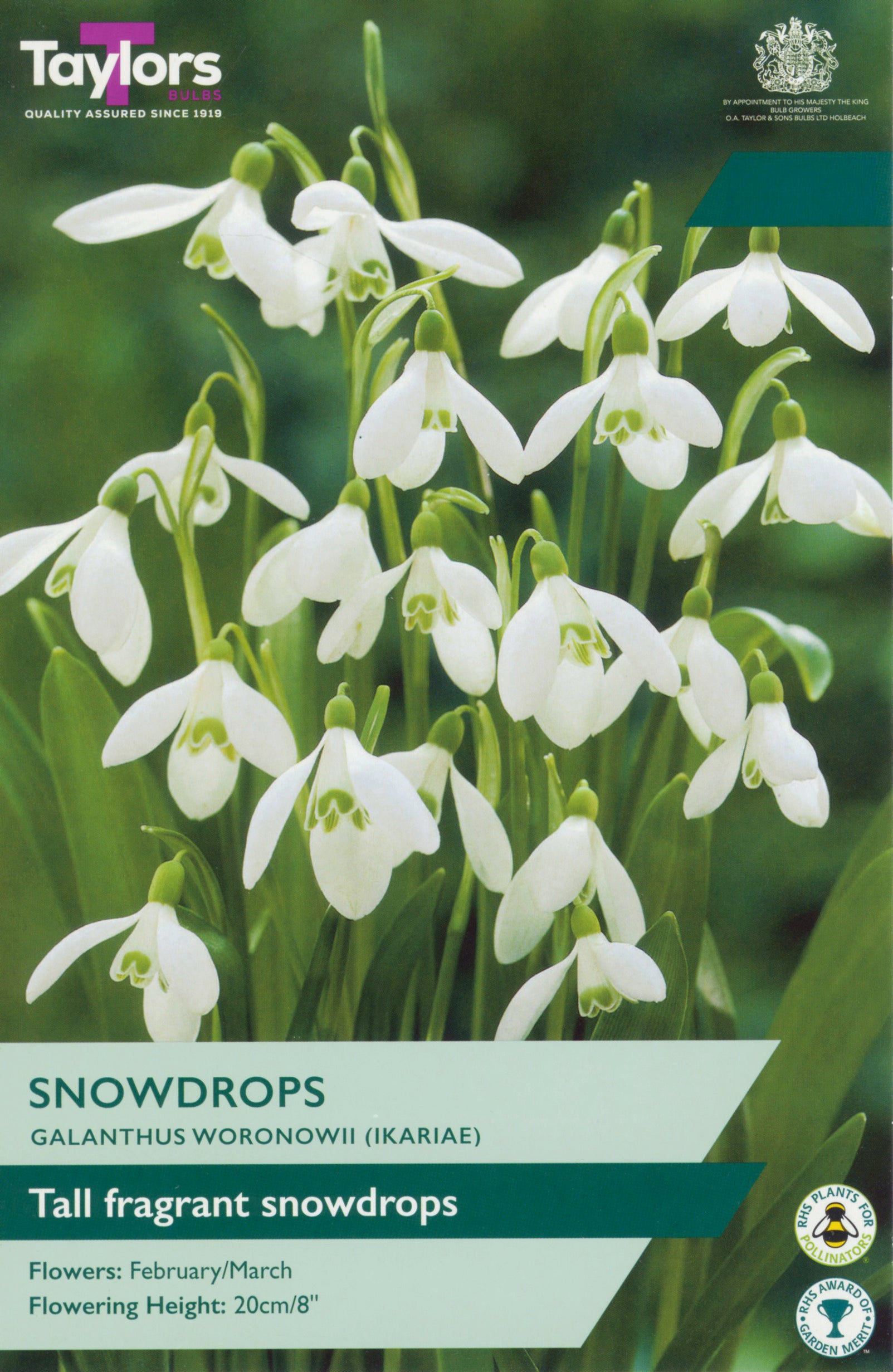 Taylor's Bulbs Galanthus Woronowii