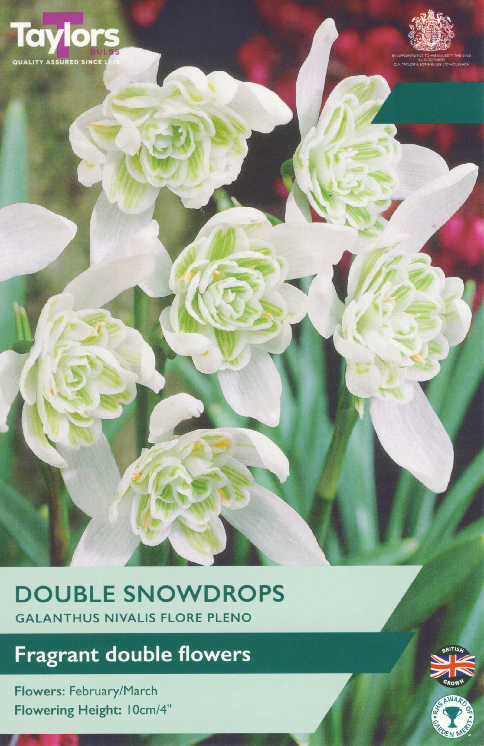 Taylor's Bulbs Galanthus Nivalis Flore Pleno