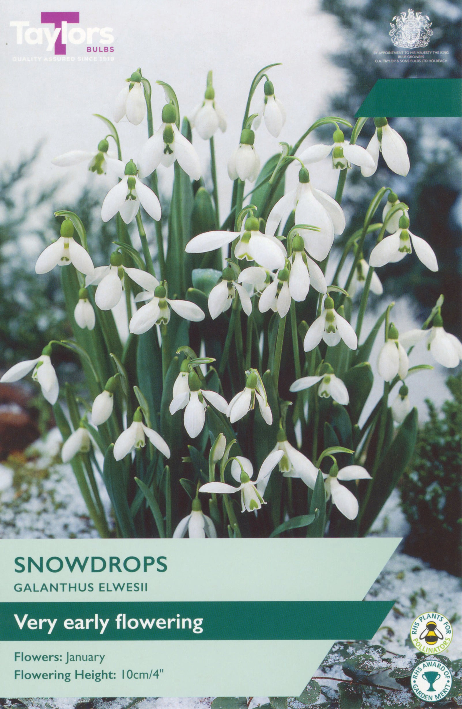 Taylor's Bulbs Galanthus Elwesii