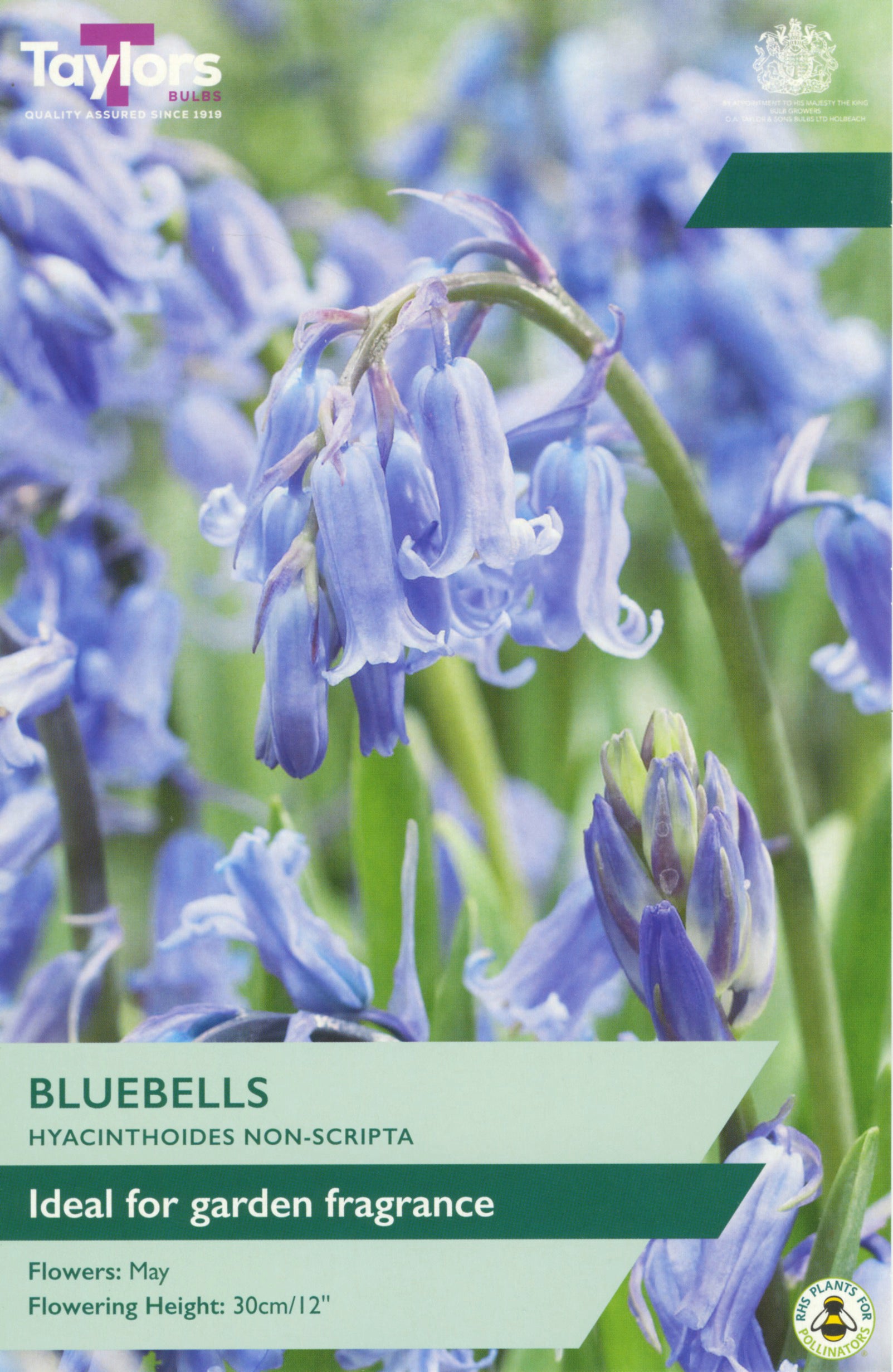 Taylor's Bulbs Bluebells Hyacinthoides Non-Scripta