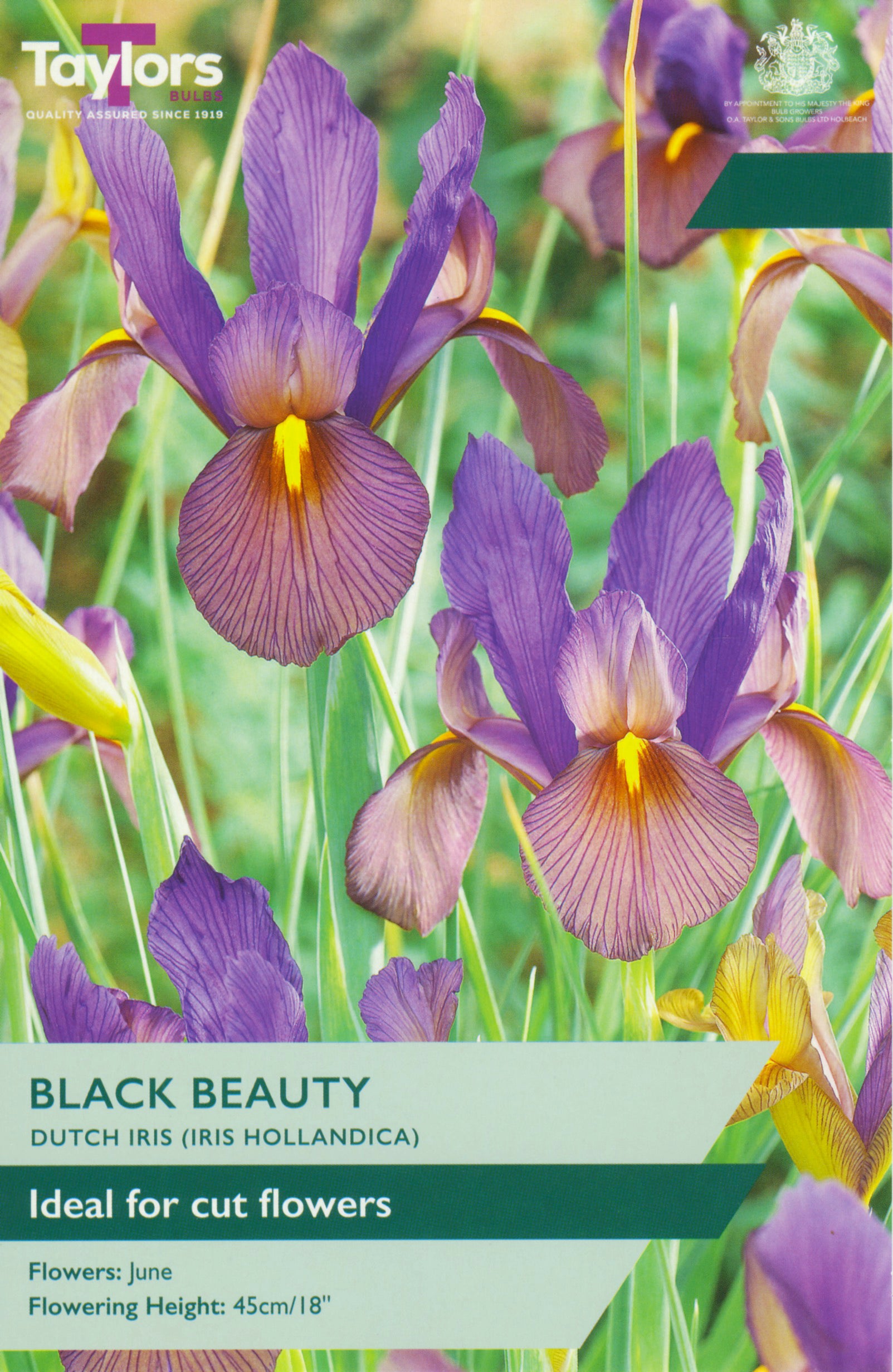 Taylor's Bulbs Iris Hollandica Black Beauty