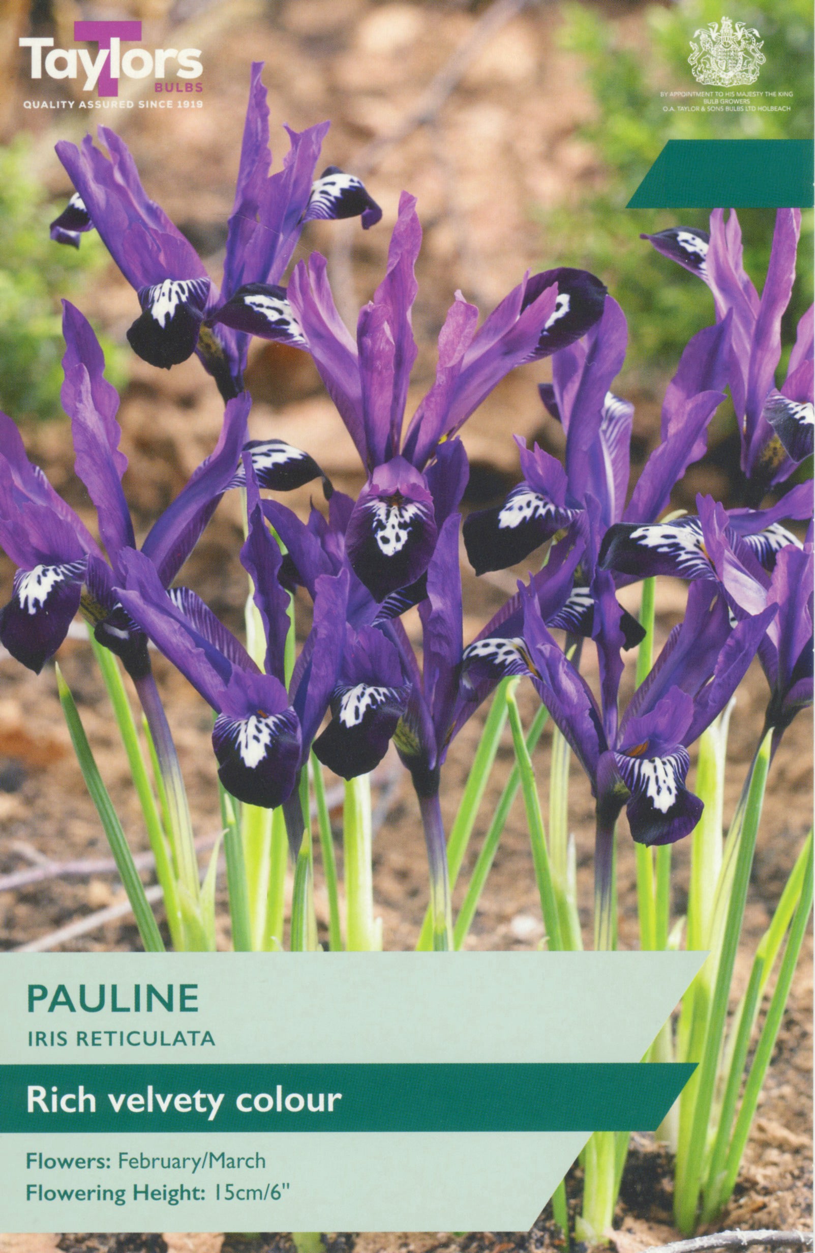 Taylor's Bulbs Iris Reticulata Pauline