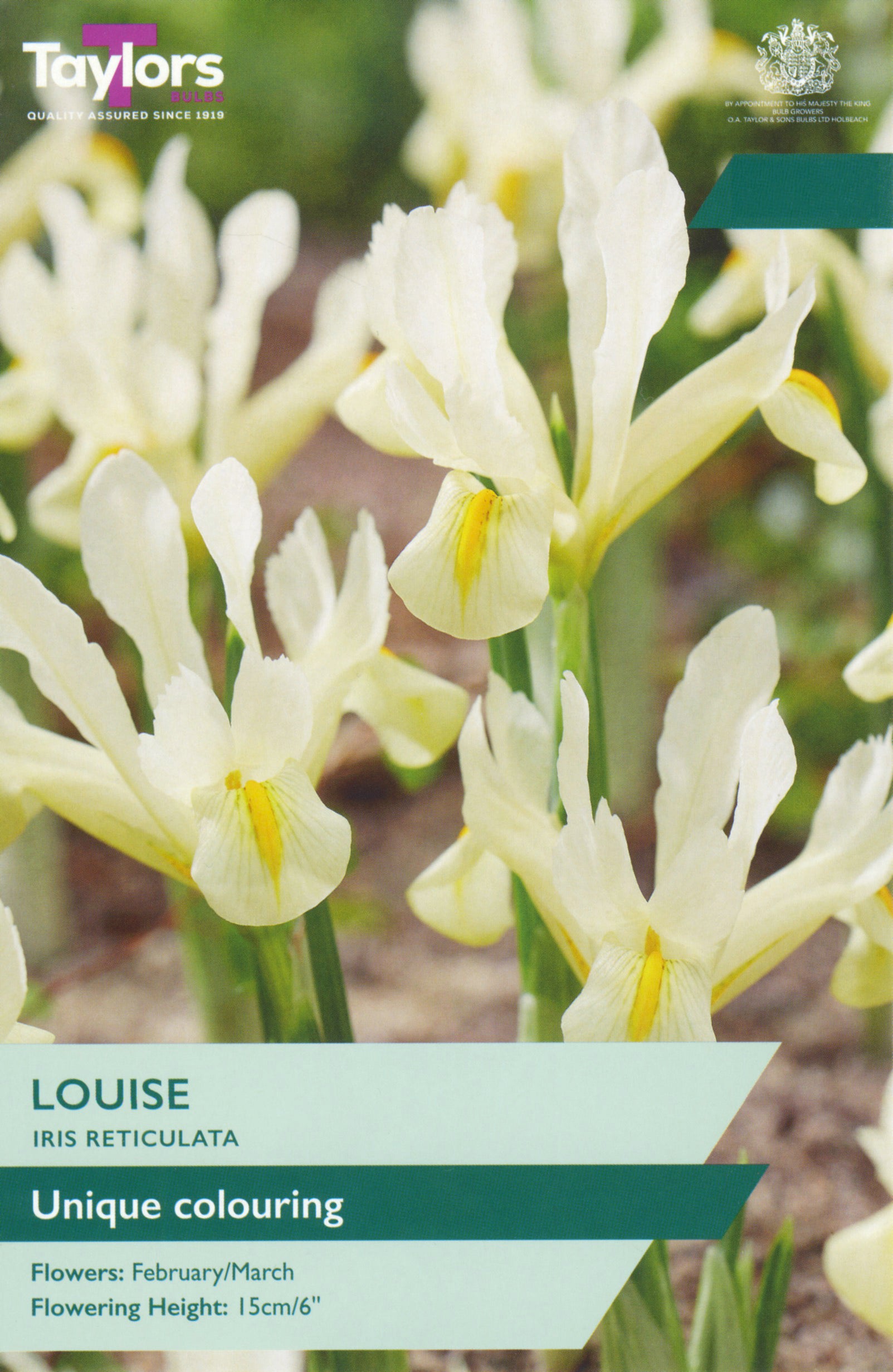 Taylor's Bulbs Iris Reticulata Louise