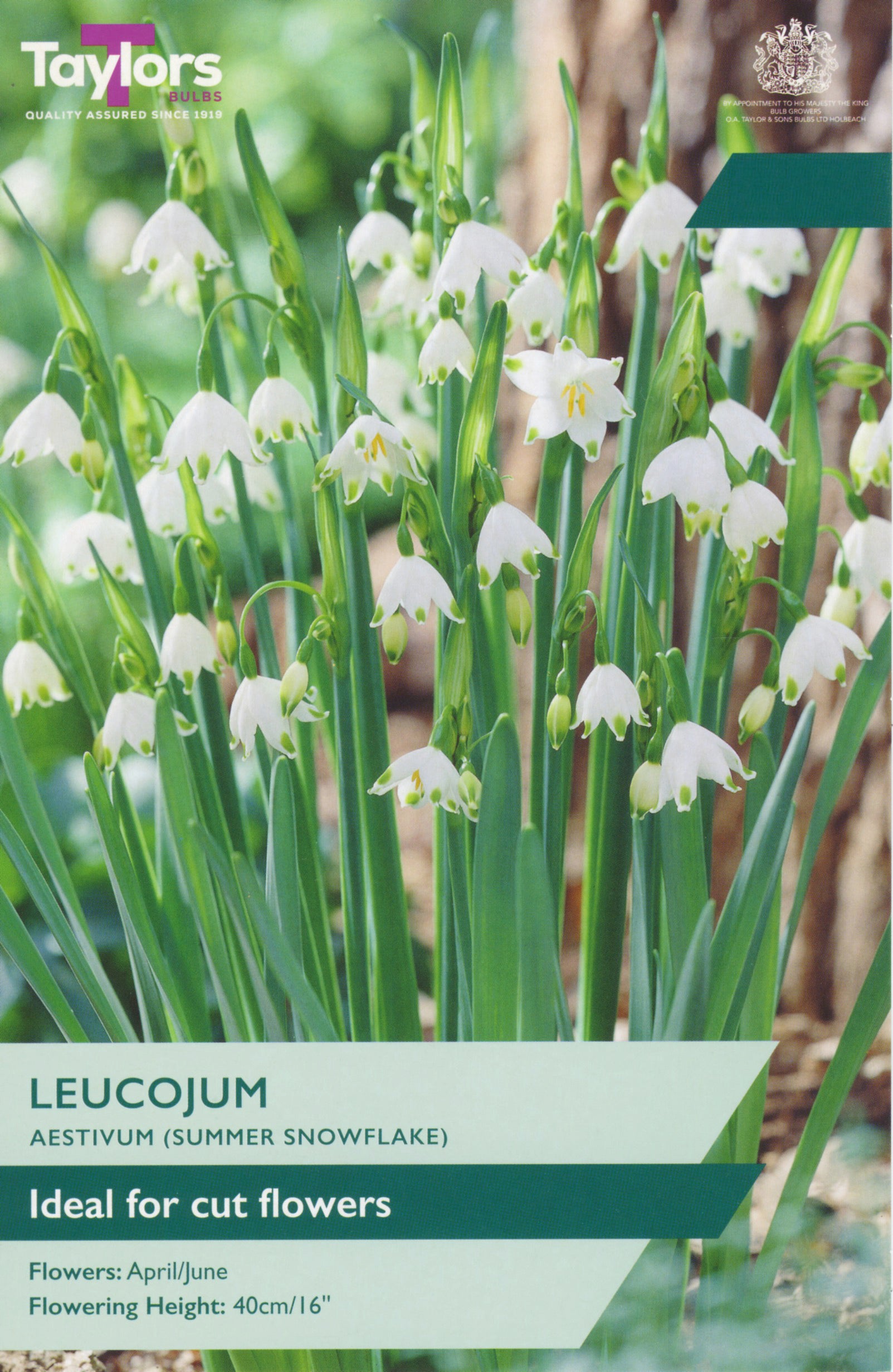Taylor's Bulbs Leucojum Aestivum