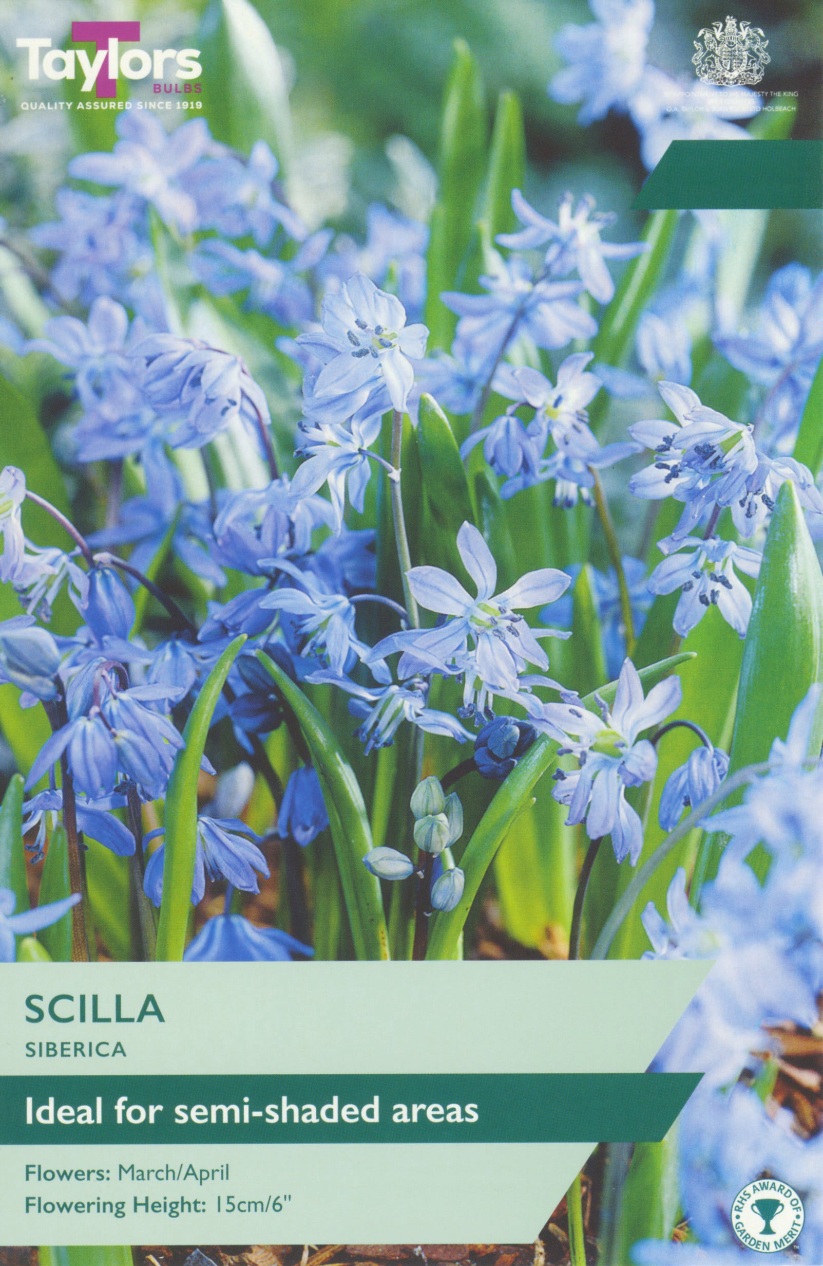 Taylor's Bulbs Scilla Siberica