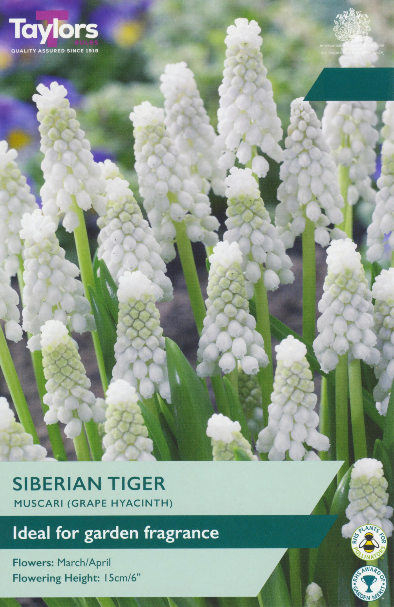 Taylor's Bulbs Muscari Siberian Tiger