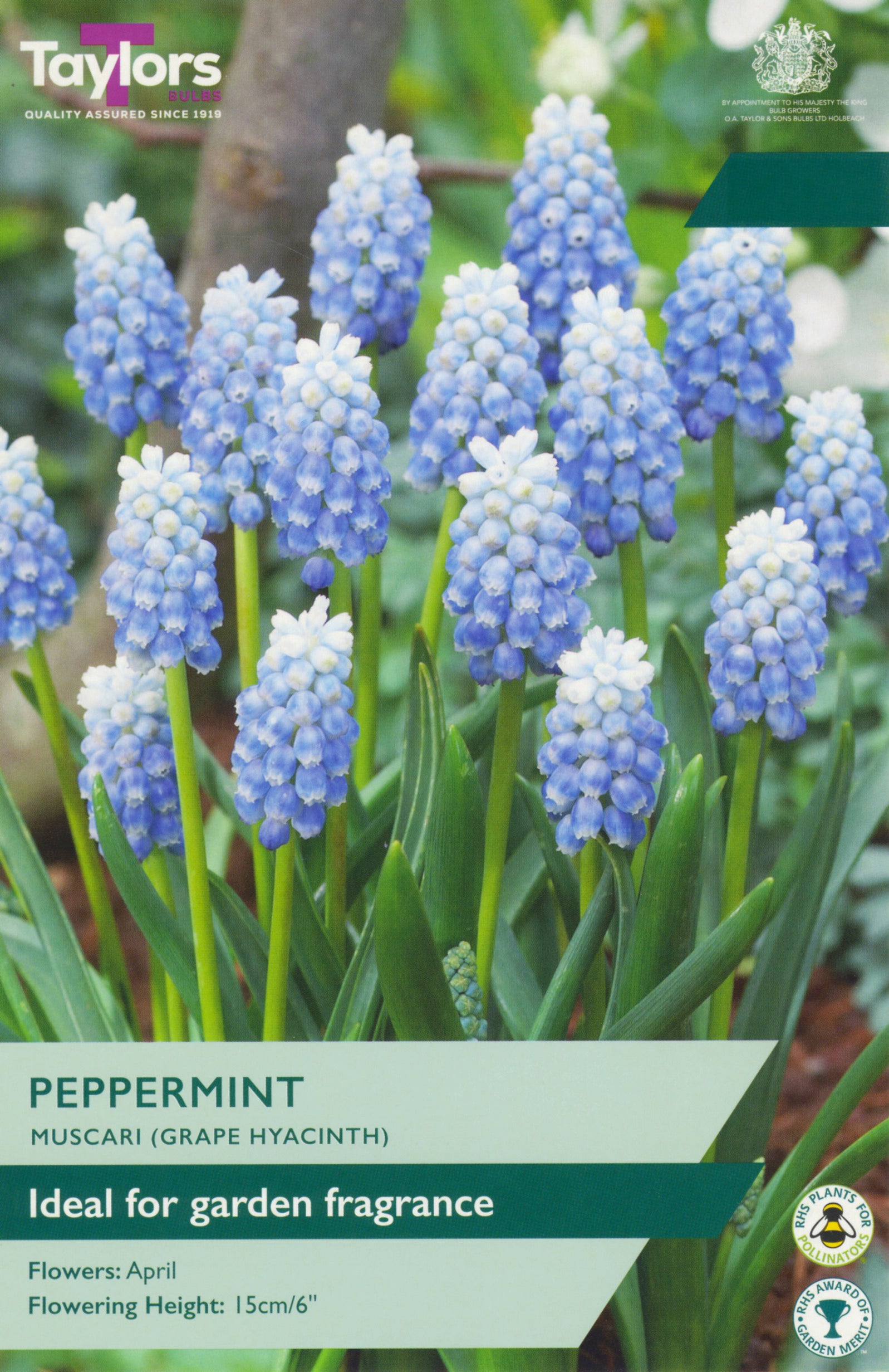 Taylor's Bulbs Muscari Peppermint