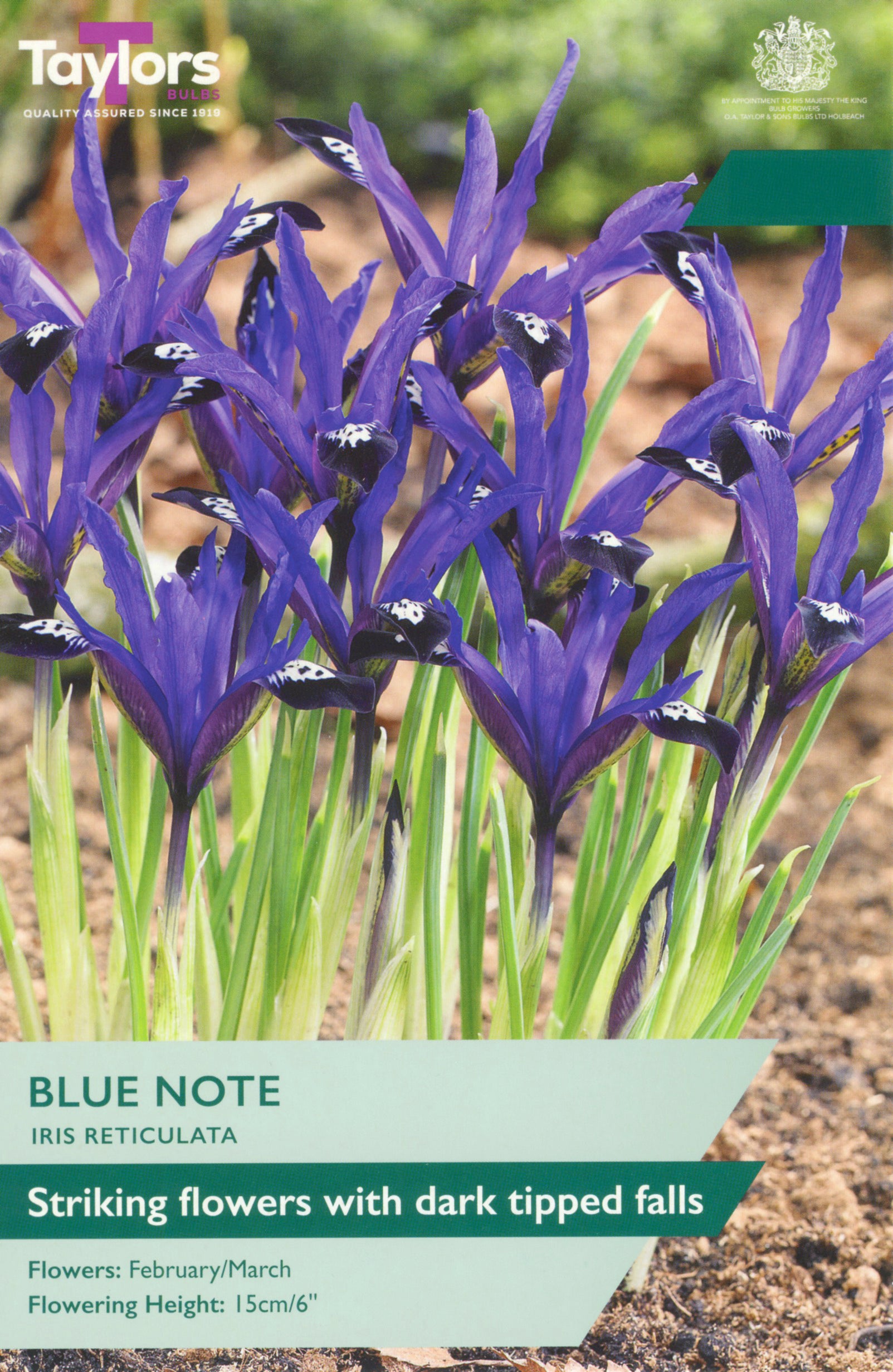 Taylor's Bulbs Iris Reticulata Blue Note