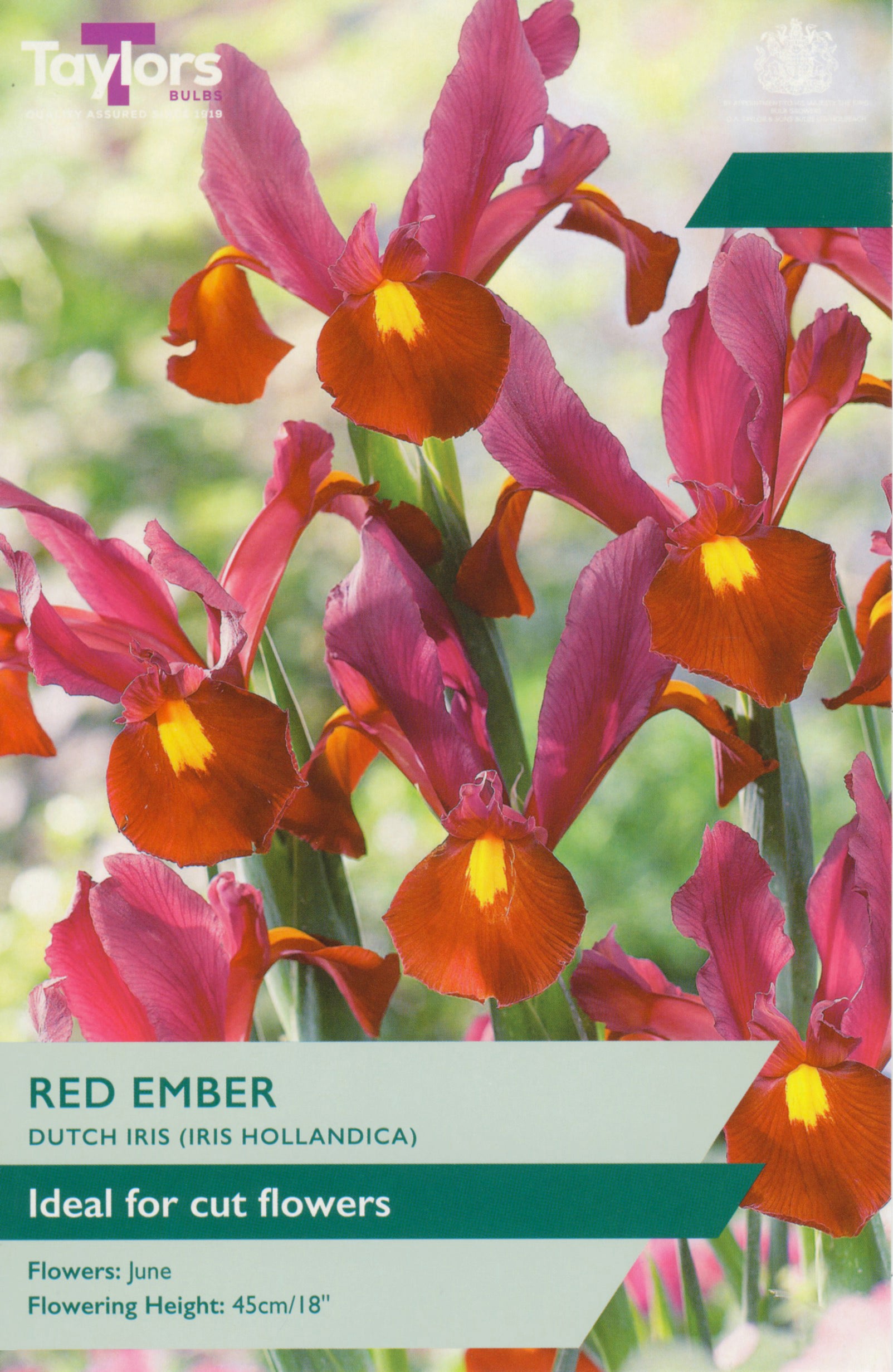 Taylor's Bulbs Iris Hollandica Red Ember