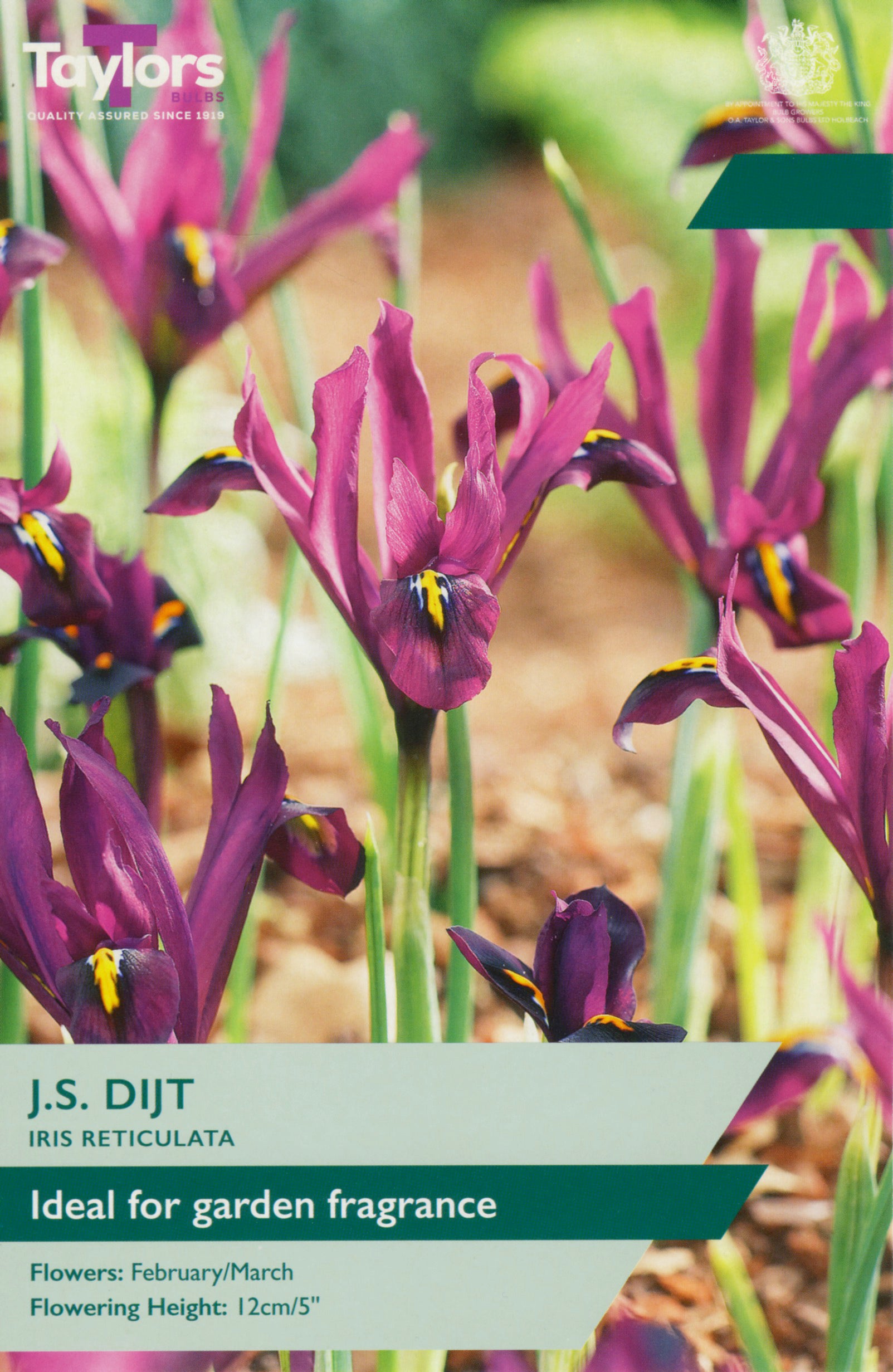 Taylor's Bulbs Iris Reticulata J.S. Dijt