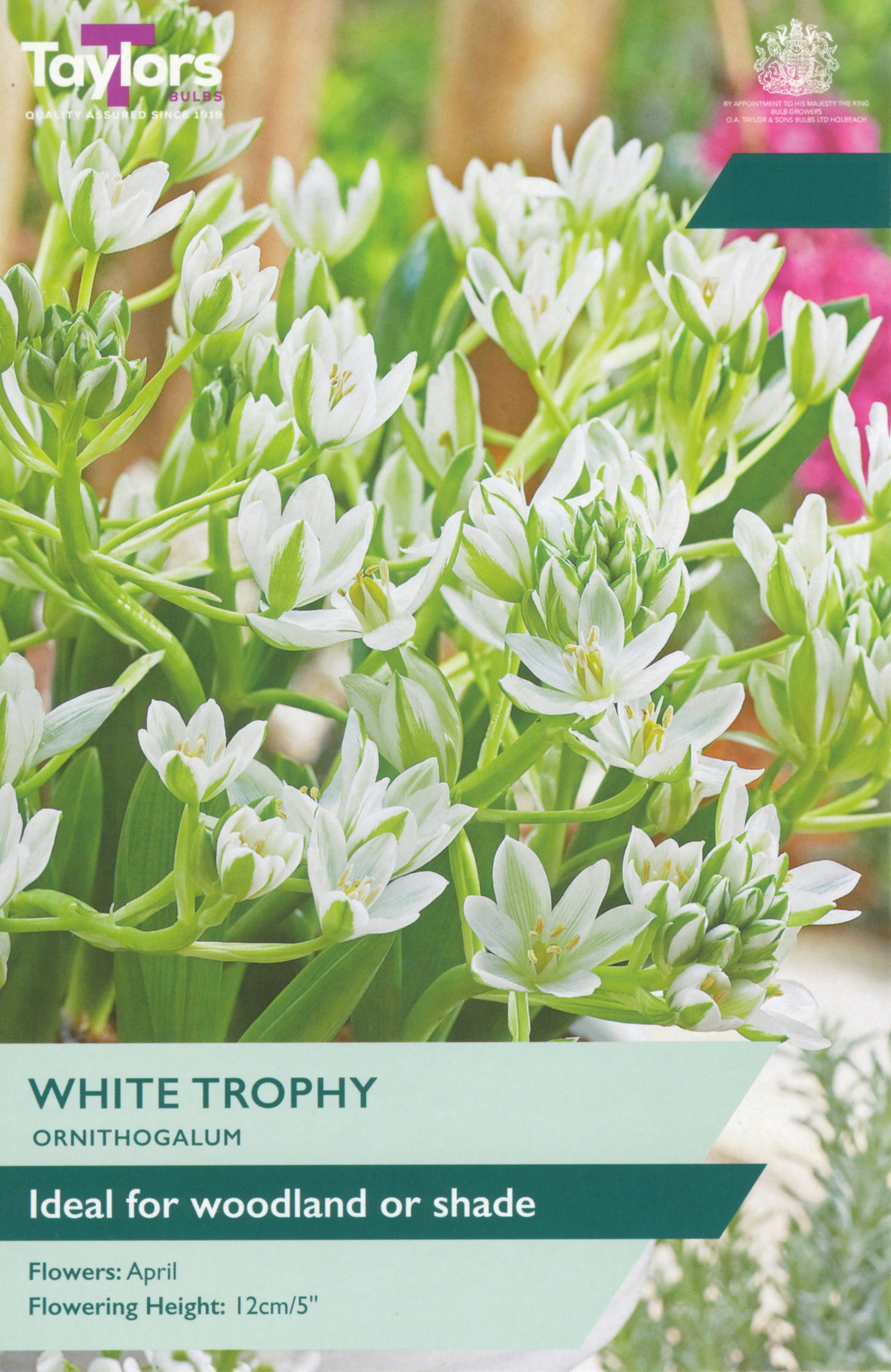 Taylor's Bulbs Ornithogalum White Trophy