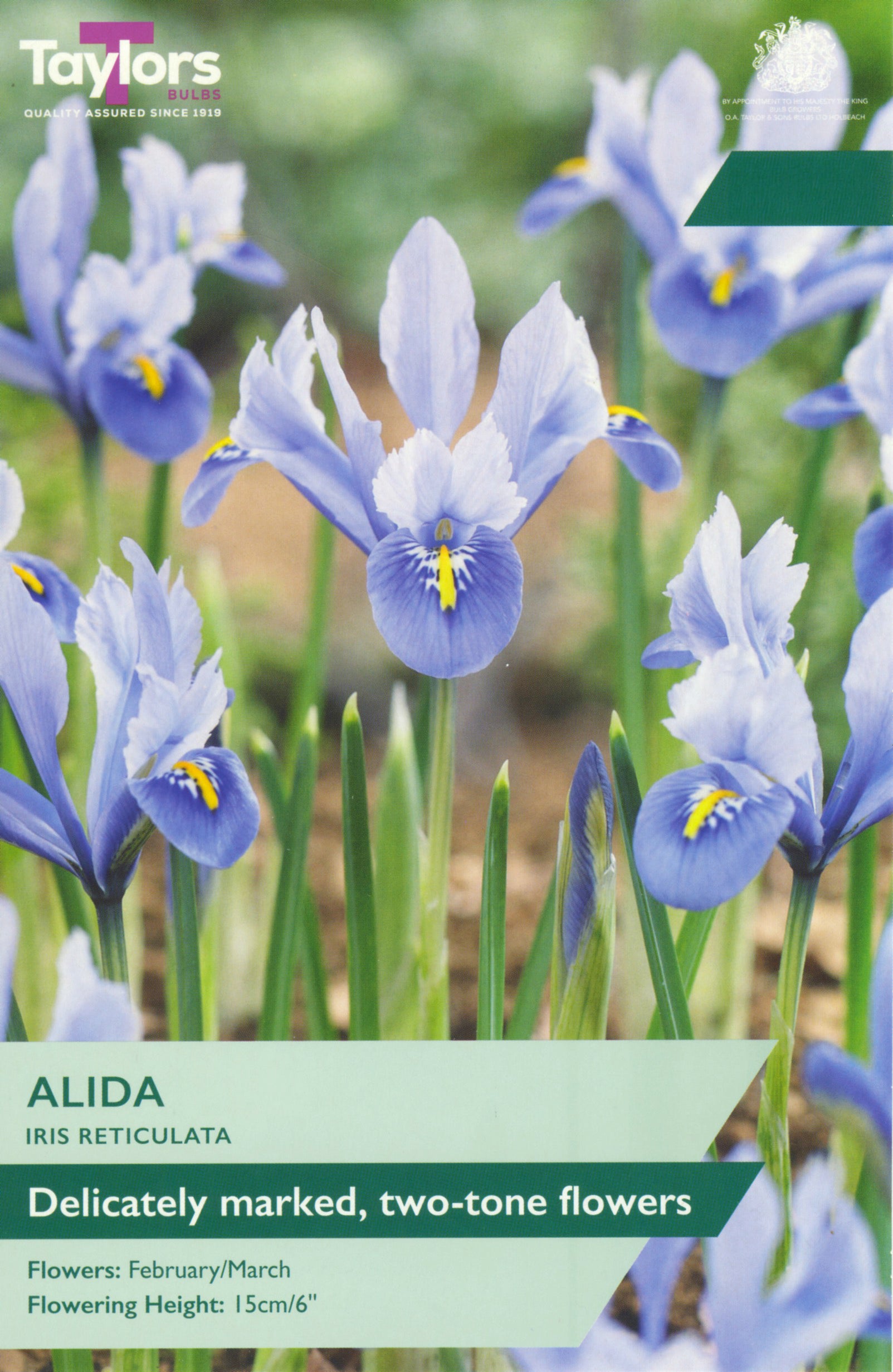 Taylor's Bulbs Iris Reticulata Alida