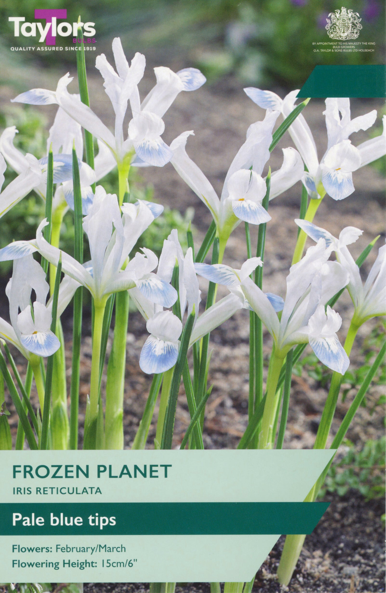 Taylor's Bulbs Iris Reticulata Frozen Planet