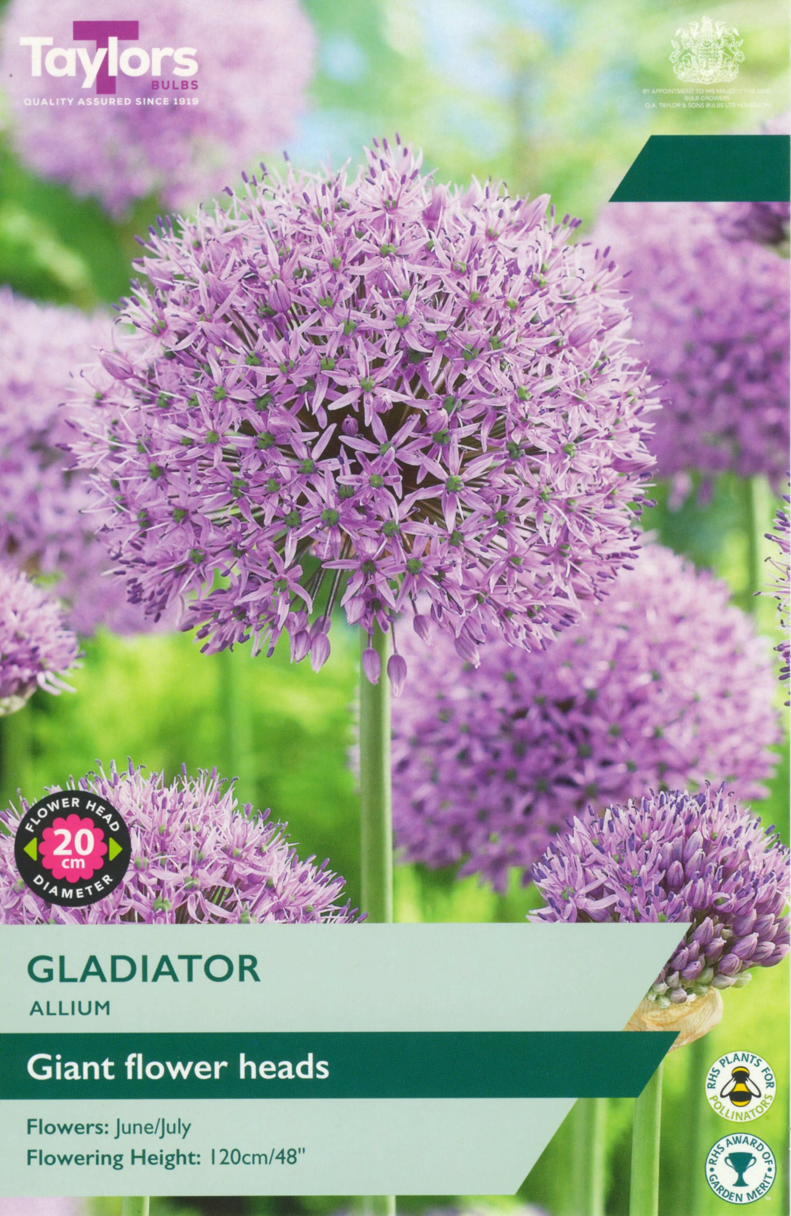 Taylor's Bulbs Allium Gladiator