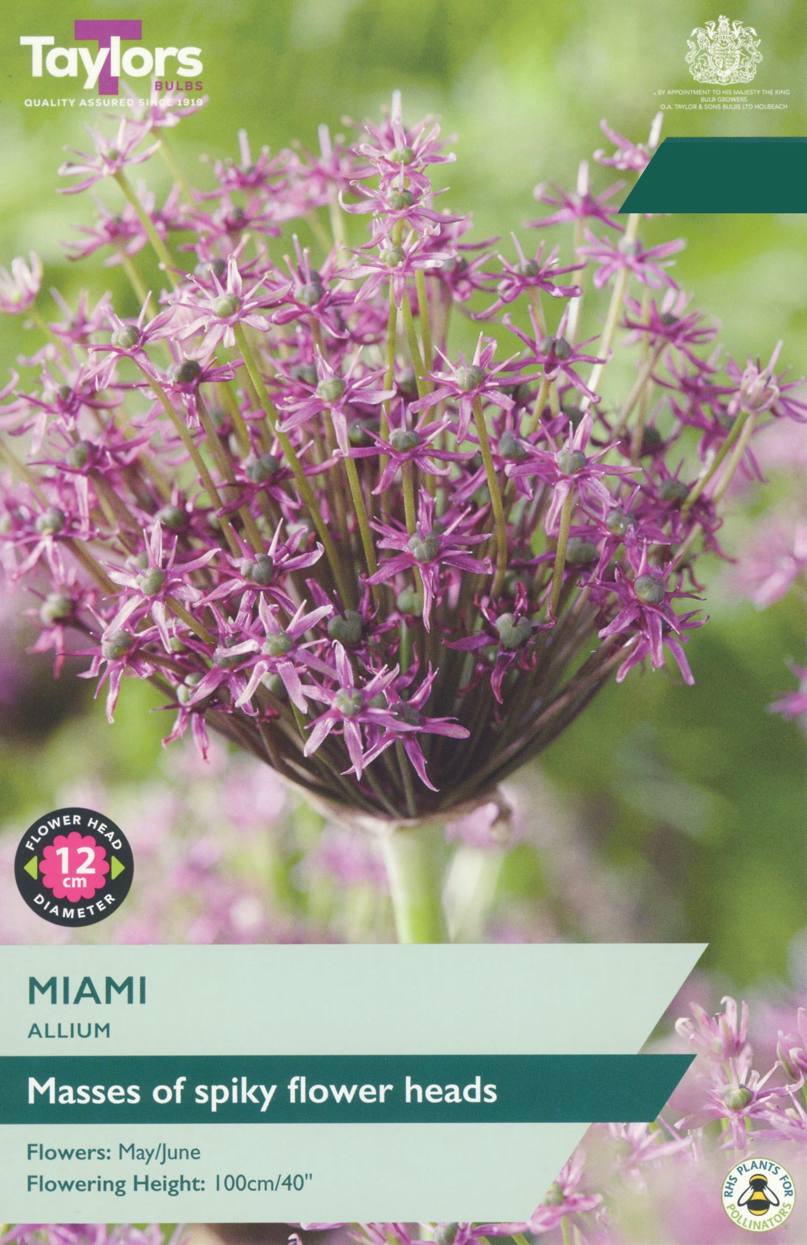 Taylor's Bulbs Choice Pack Allium Miami