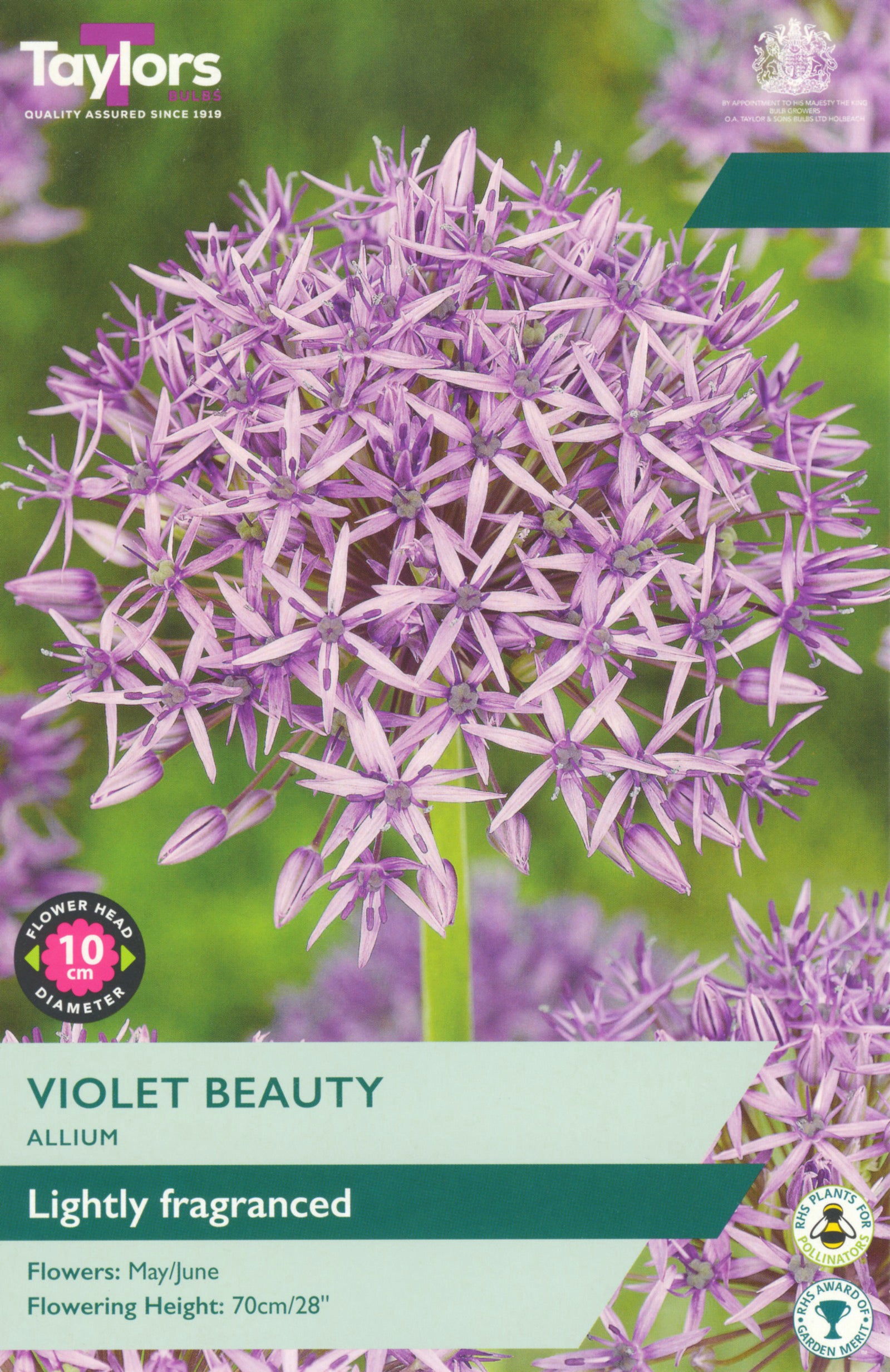 Taylor's Bulbs Allium Violet Beauty