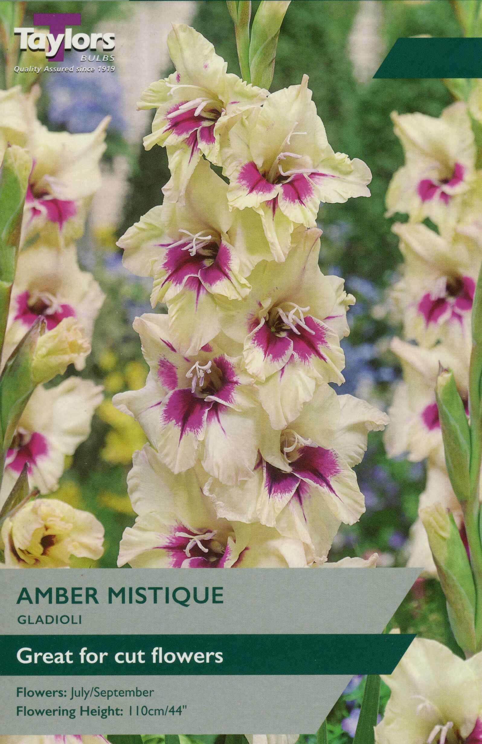 Taylor's Bulbs Gladioli Amber Mistique