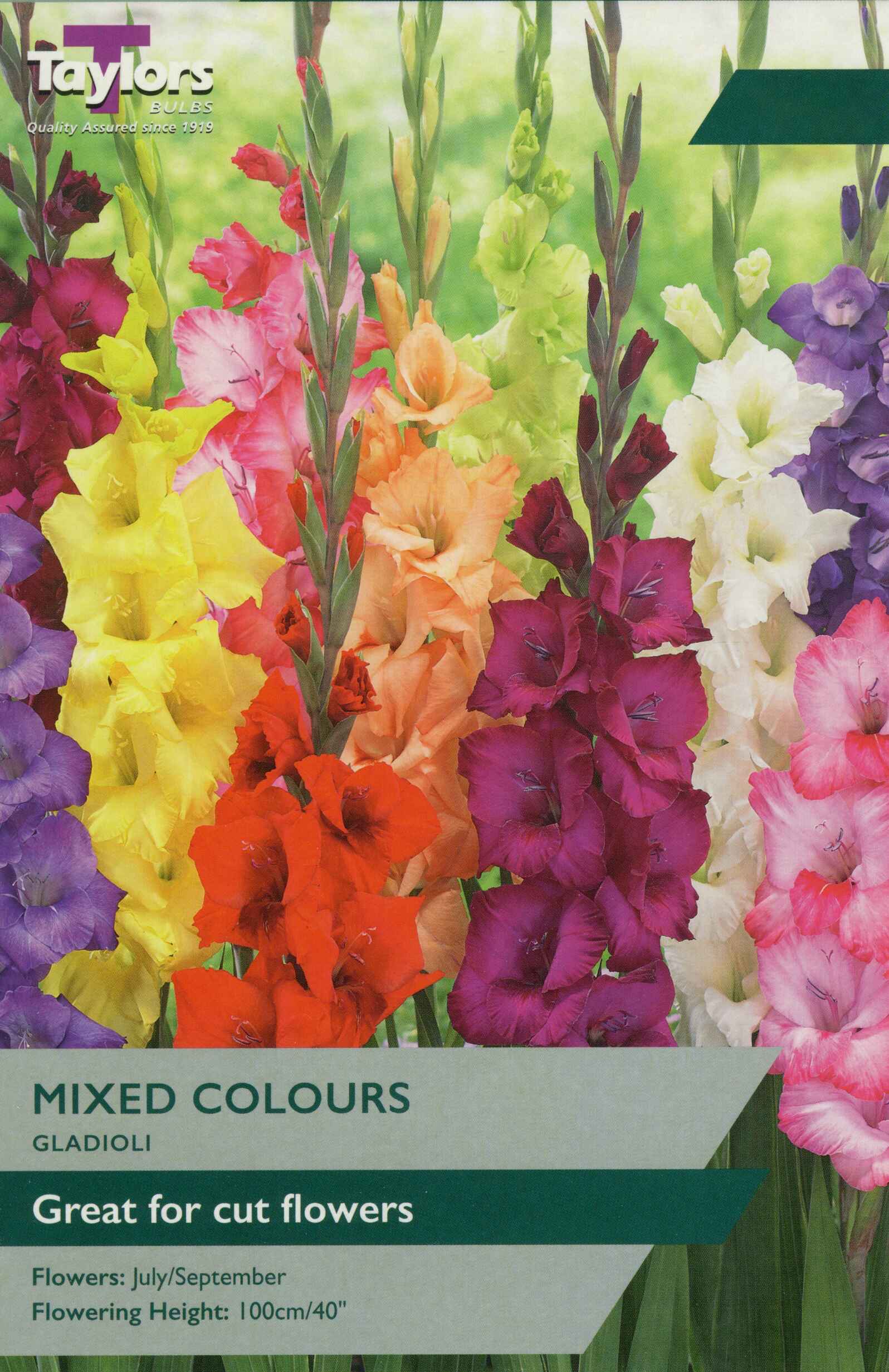 Taylor's Bulbs Gladioli Mixed Colours