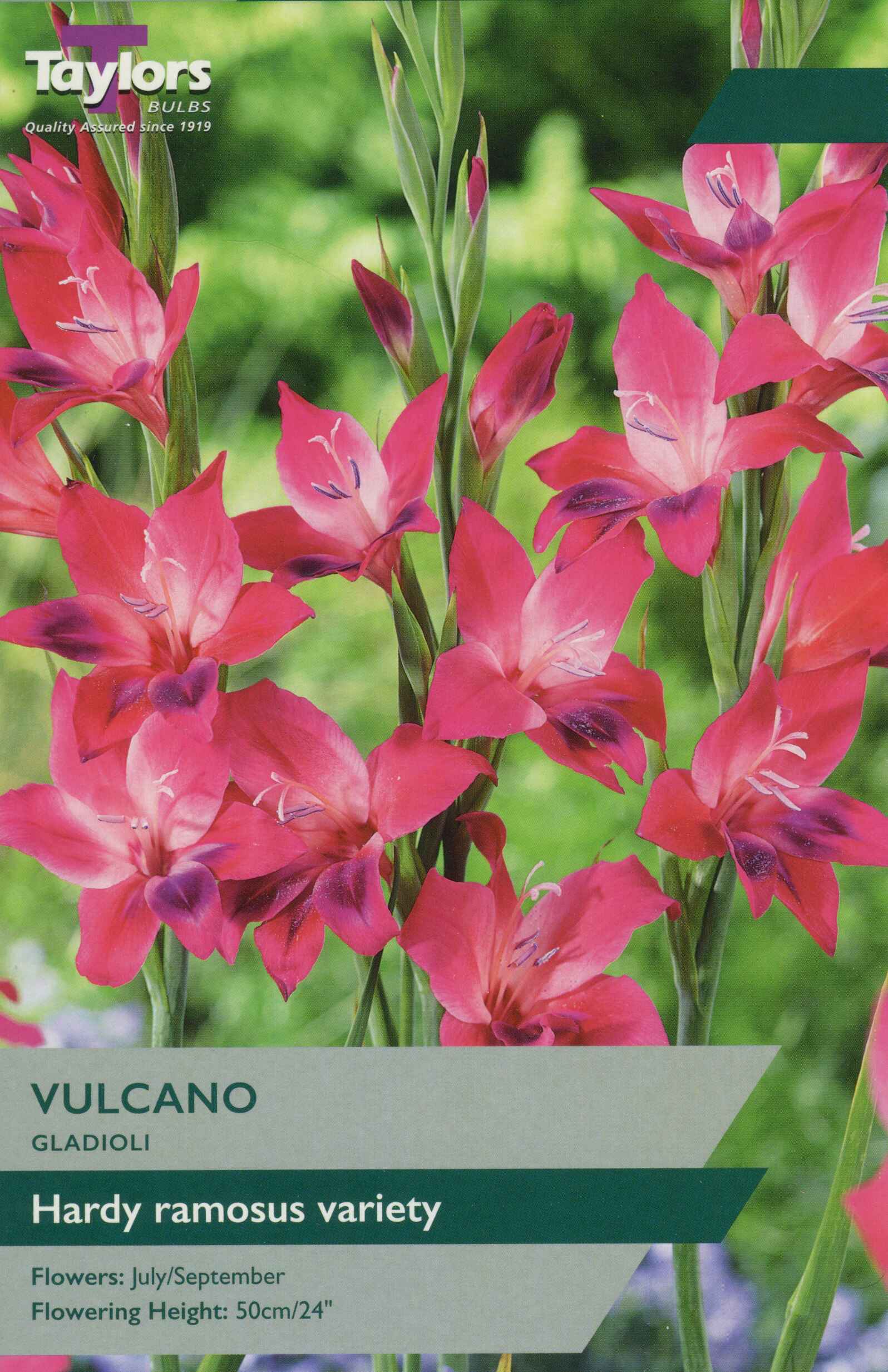 Taylor's Bulbs Gladioli Vulcano