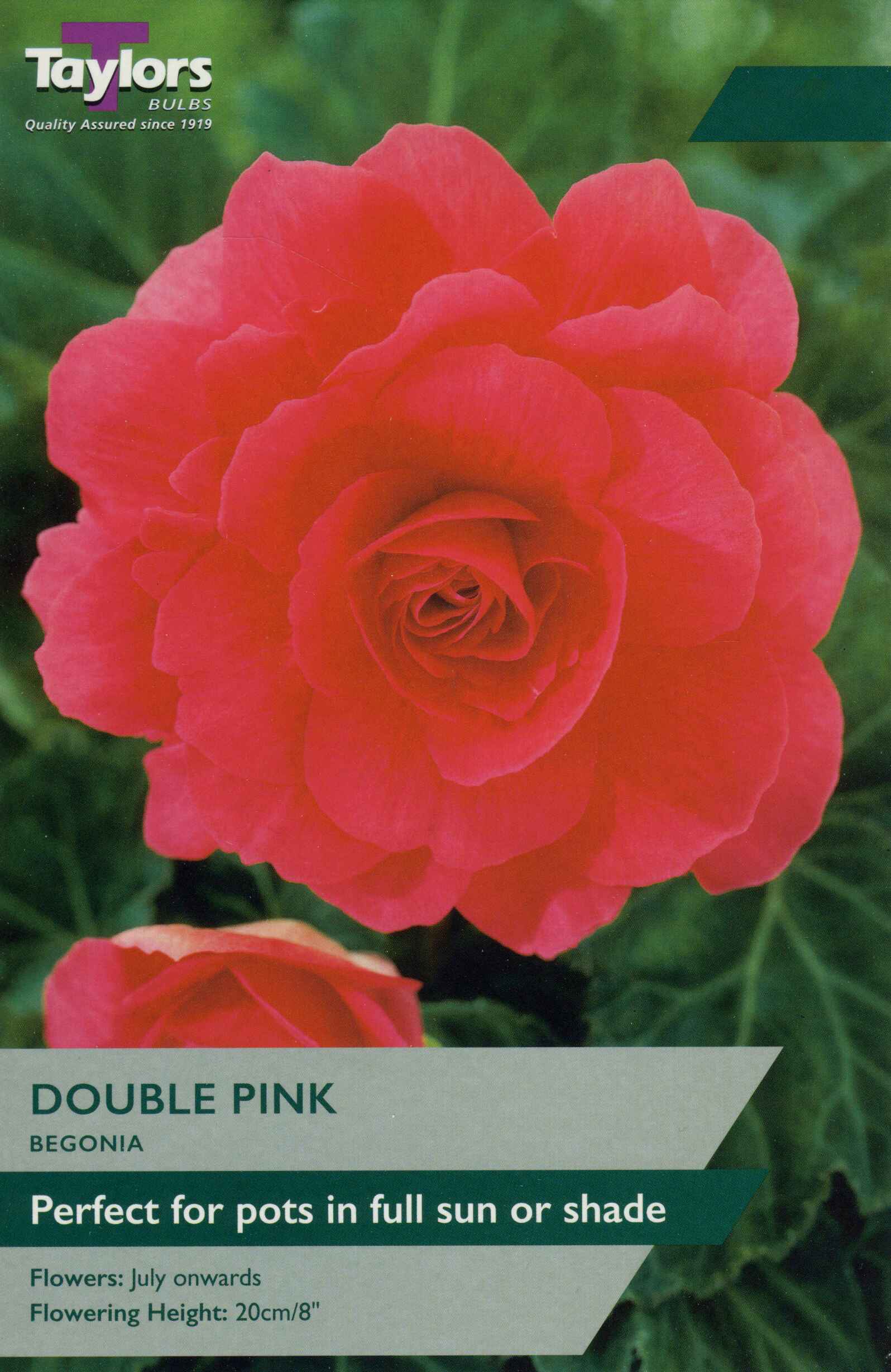 Taylor's Bulbs Begonia Pink Double