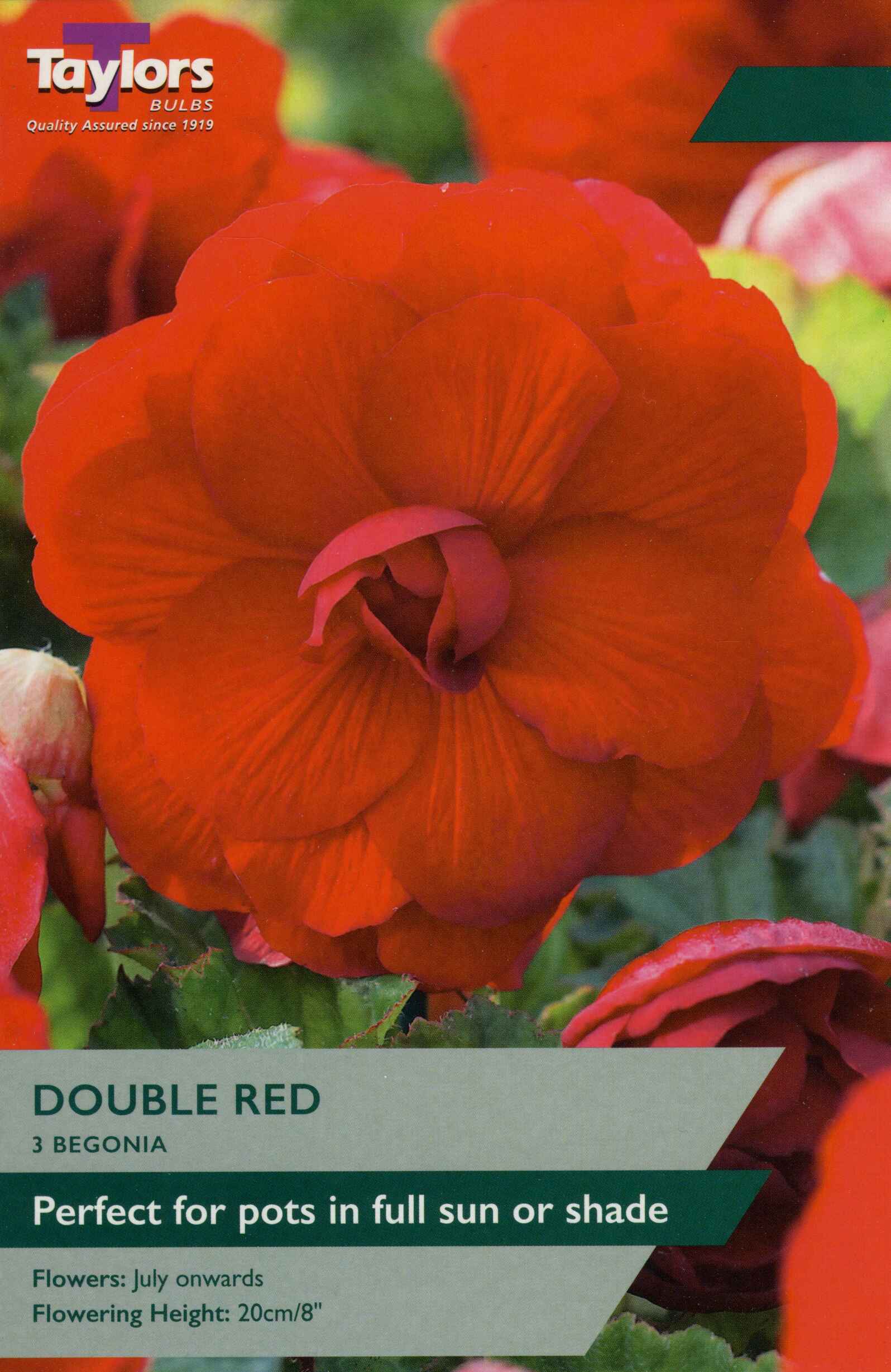 Taylor's Bulbs Begonia Double Red