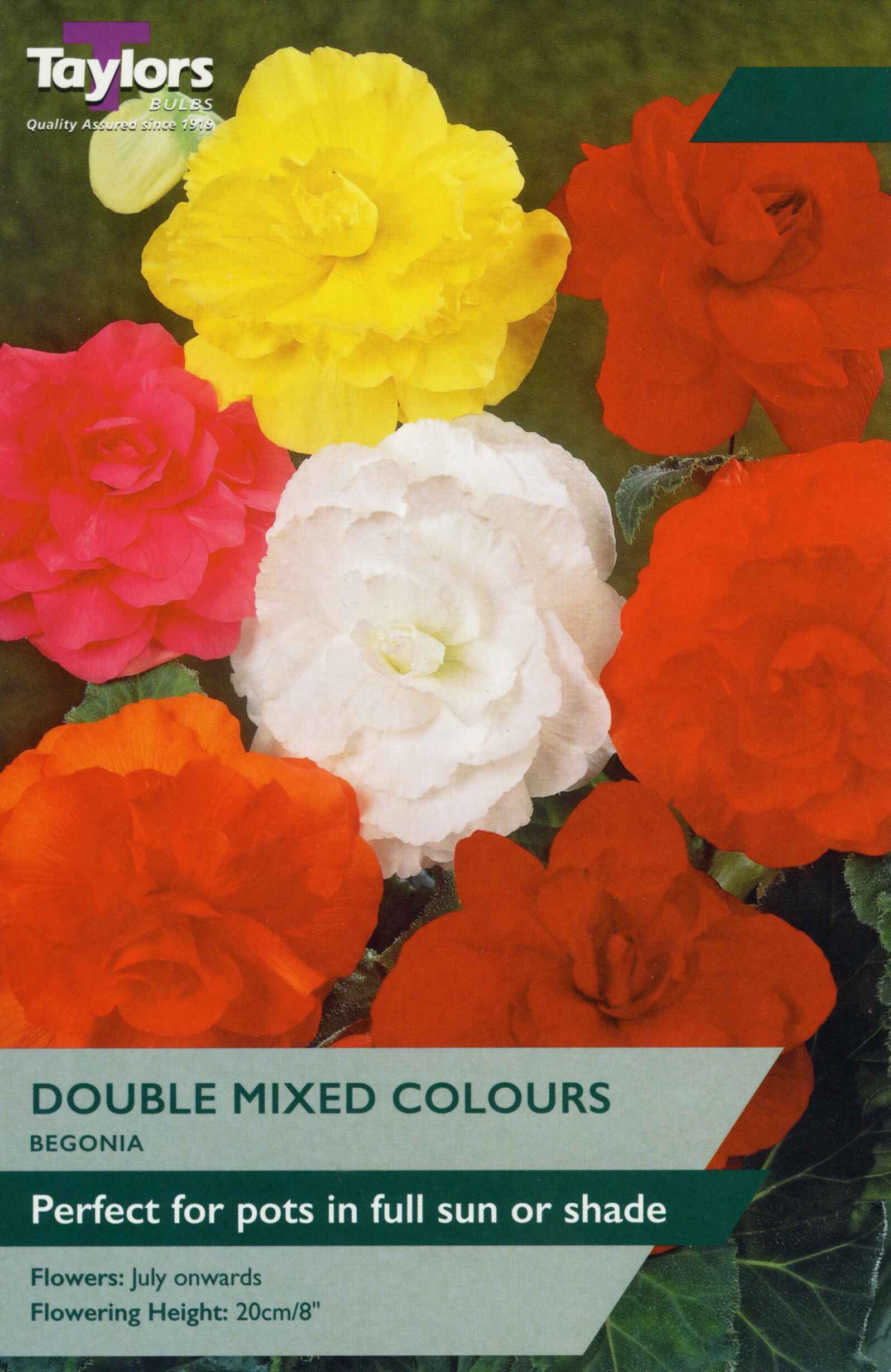 Taylor's Bulbs Begonia Mixed Double