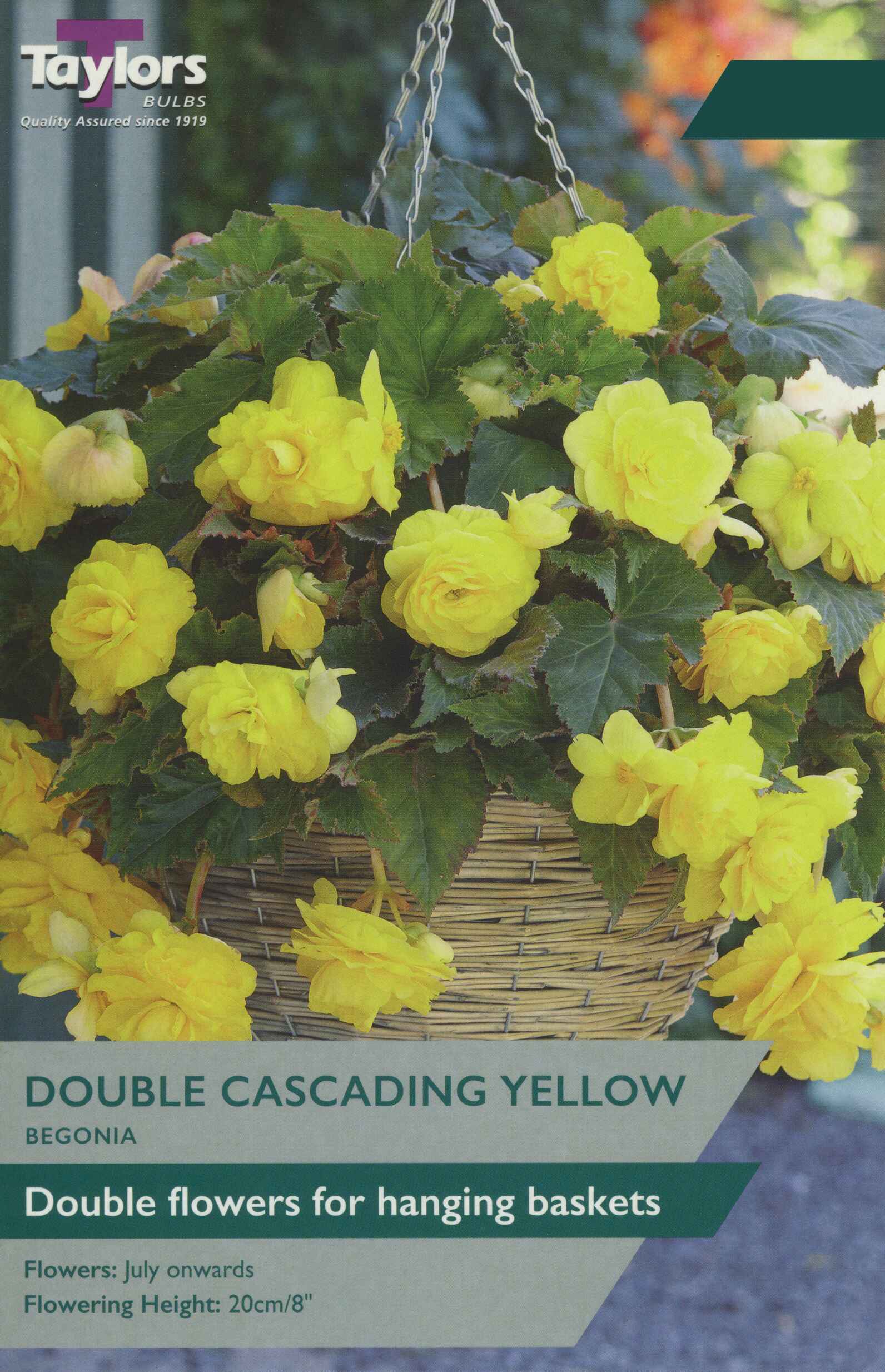Taylor's Bulbs Begonia Yellow Double