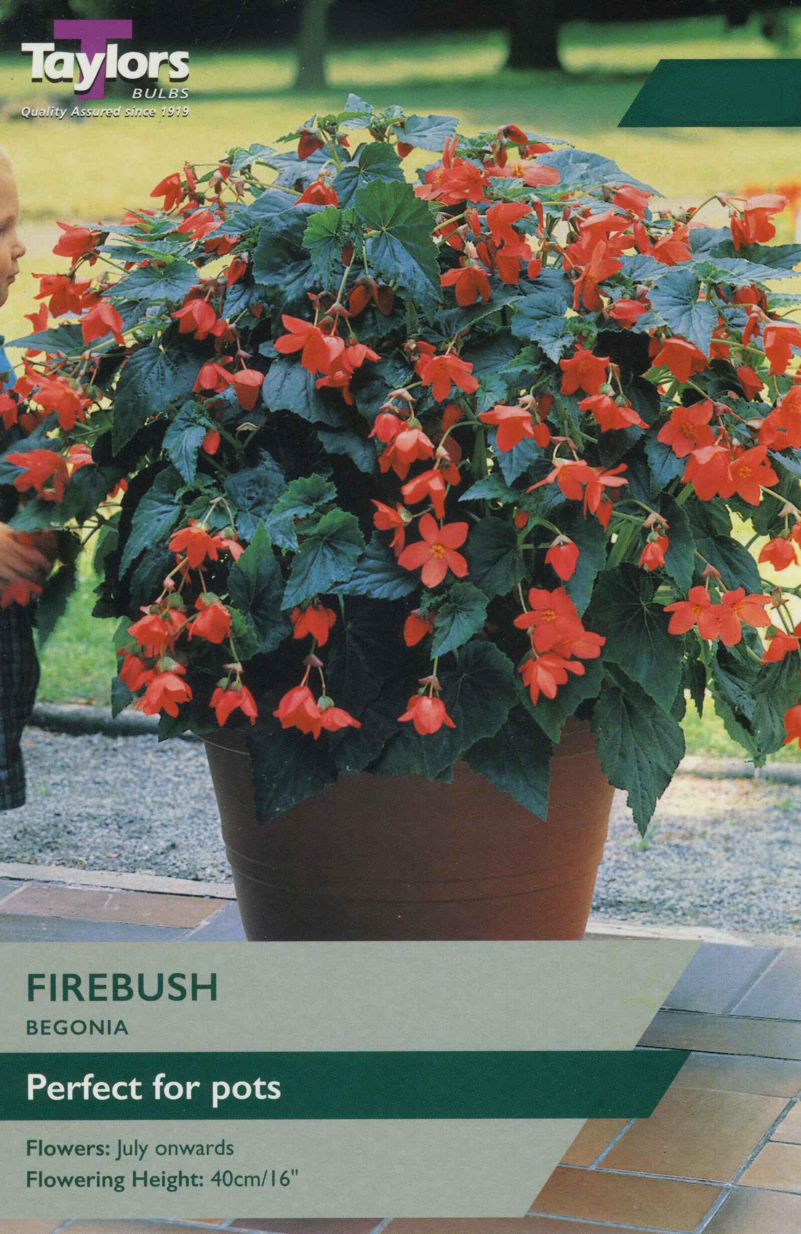 Taylor's Bulbs Begonia Firebush Exotic